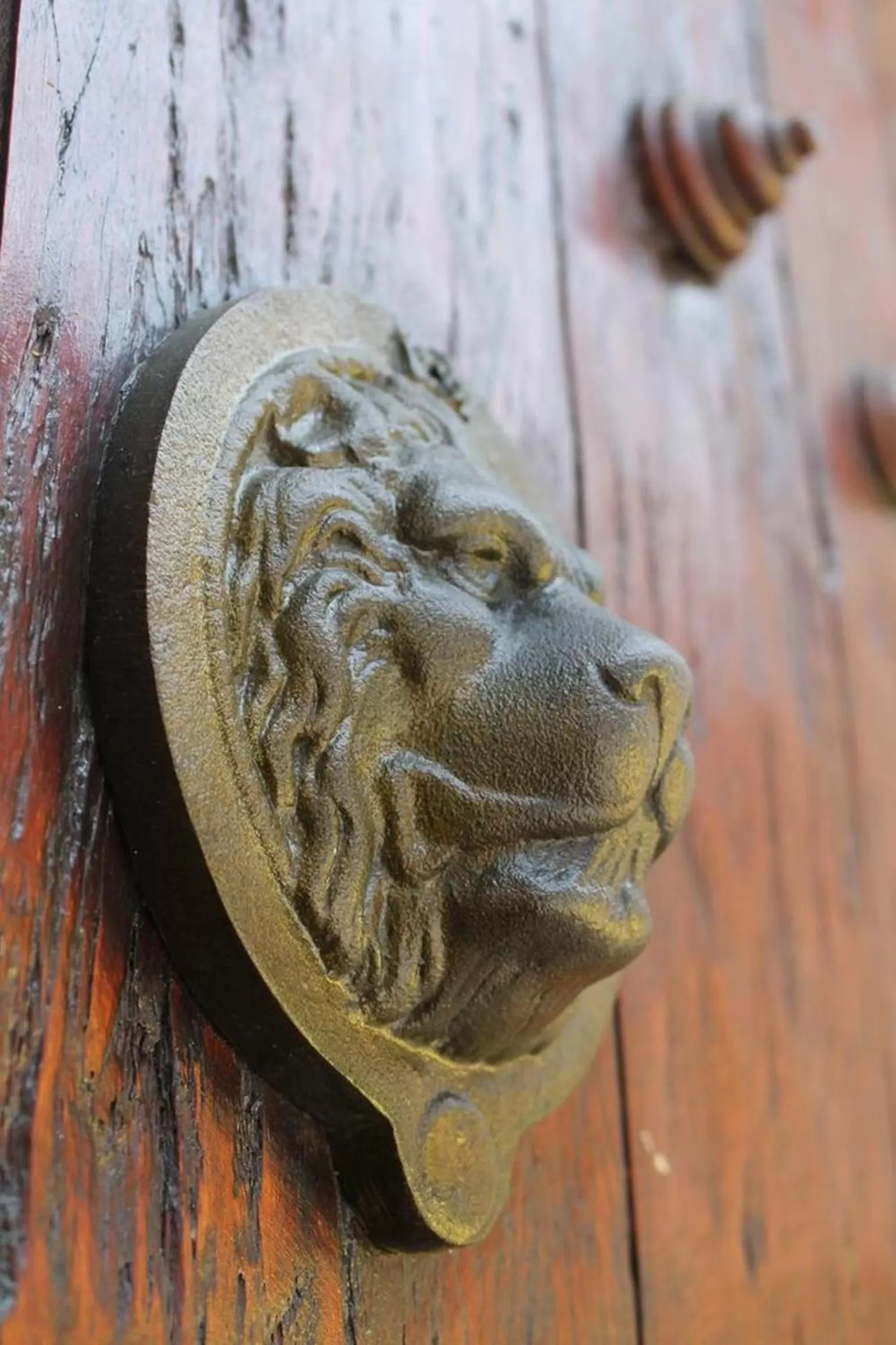 Other, Other Animals in Hotel Casa Gloria Boutique