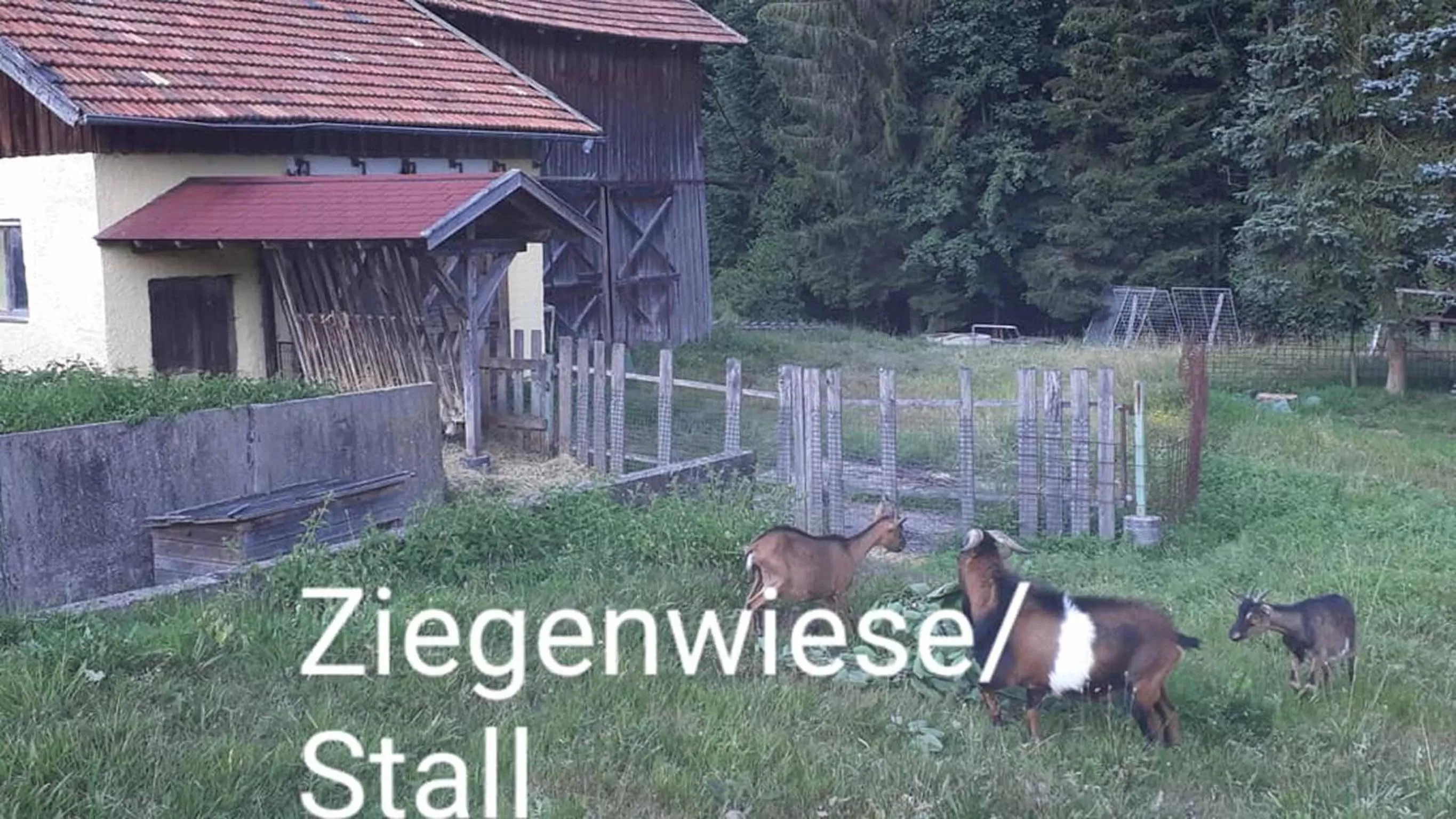 Animals in Landgasthof Vogl - Zum Klement
