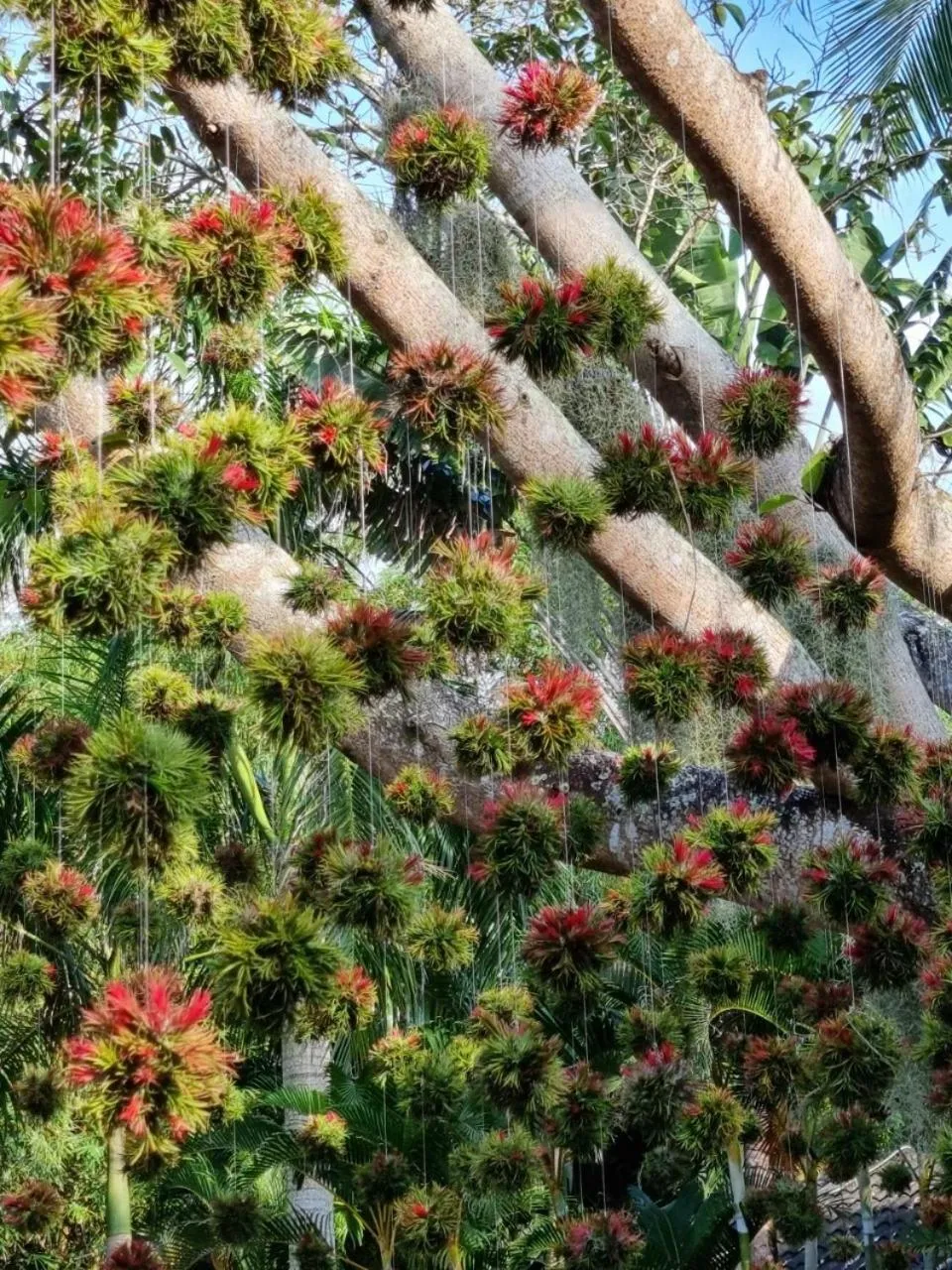 Garden in Coco Palm Beach Resort