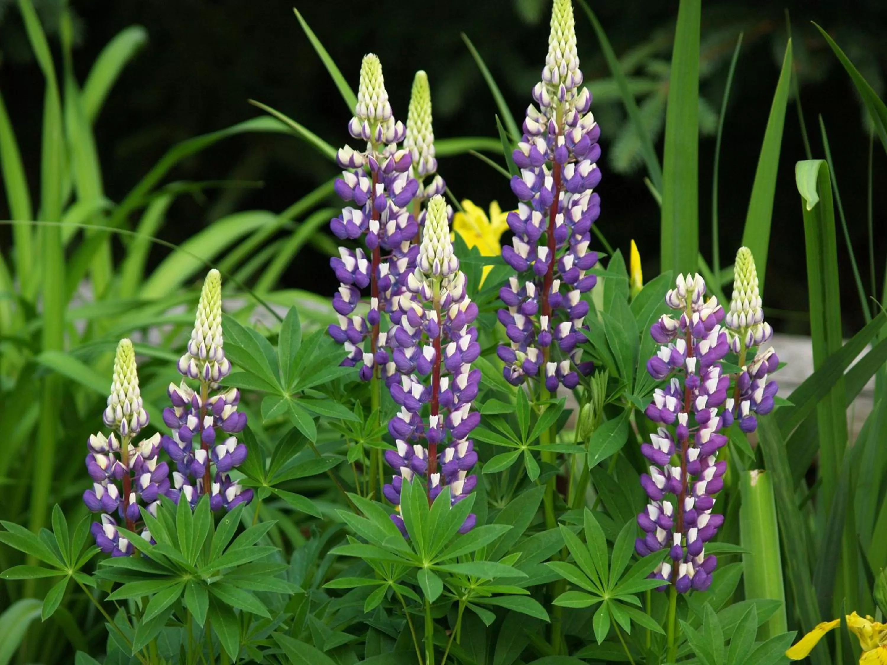 Day in Wilson Lake Inn