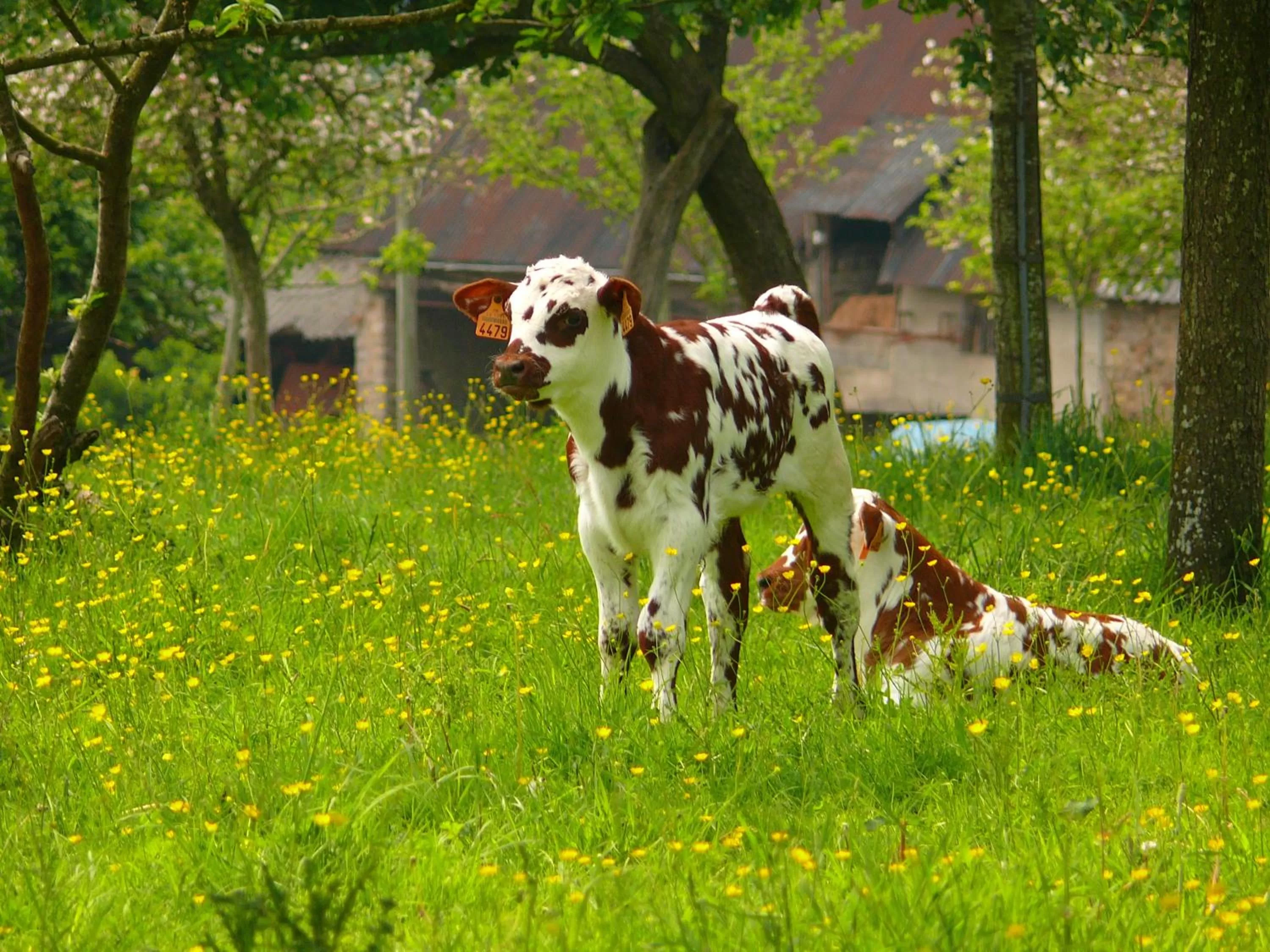 Hiking in The Originals City, Hôtel Le Savoy, Caen