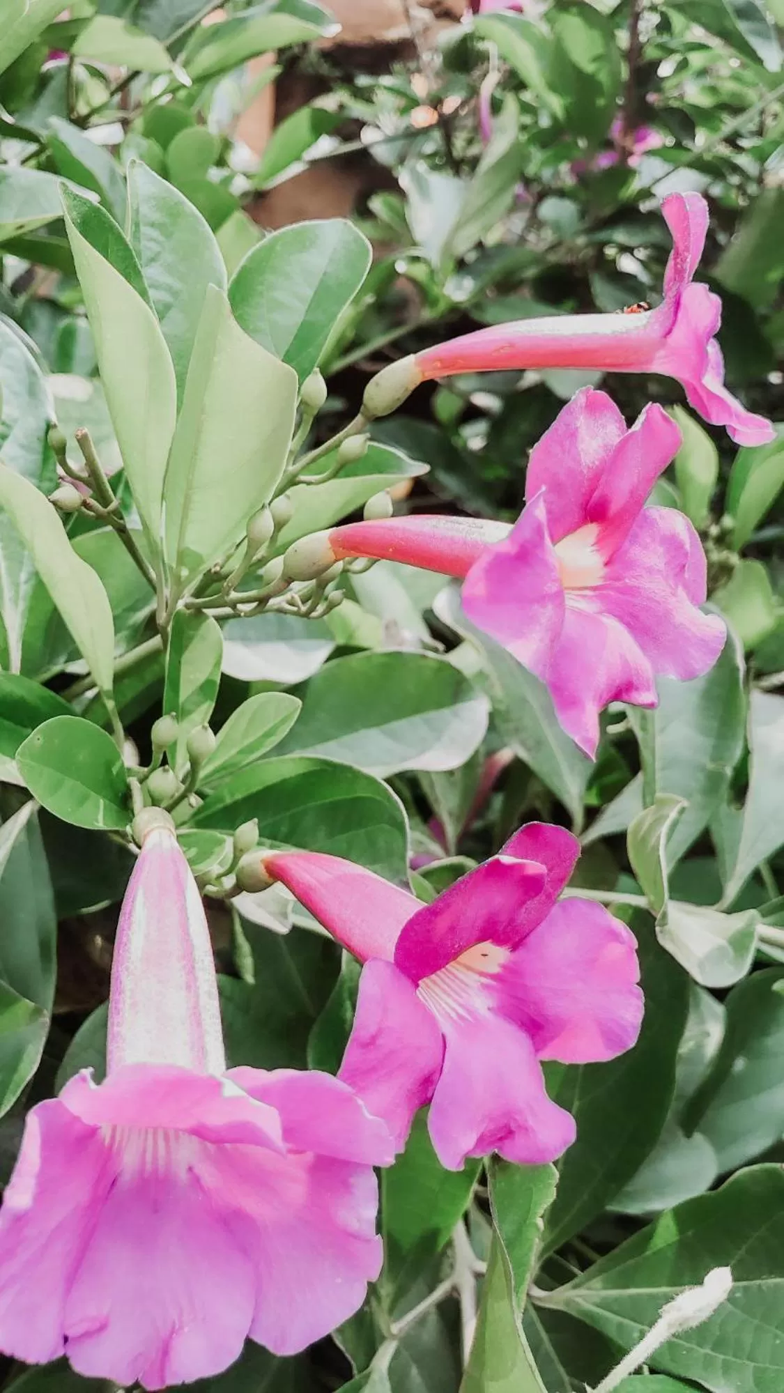 Garden in Valle Místico Hotel Boutique