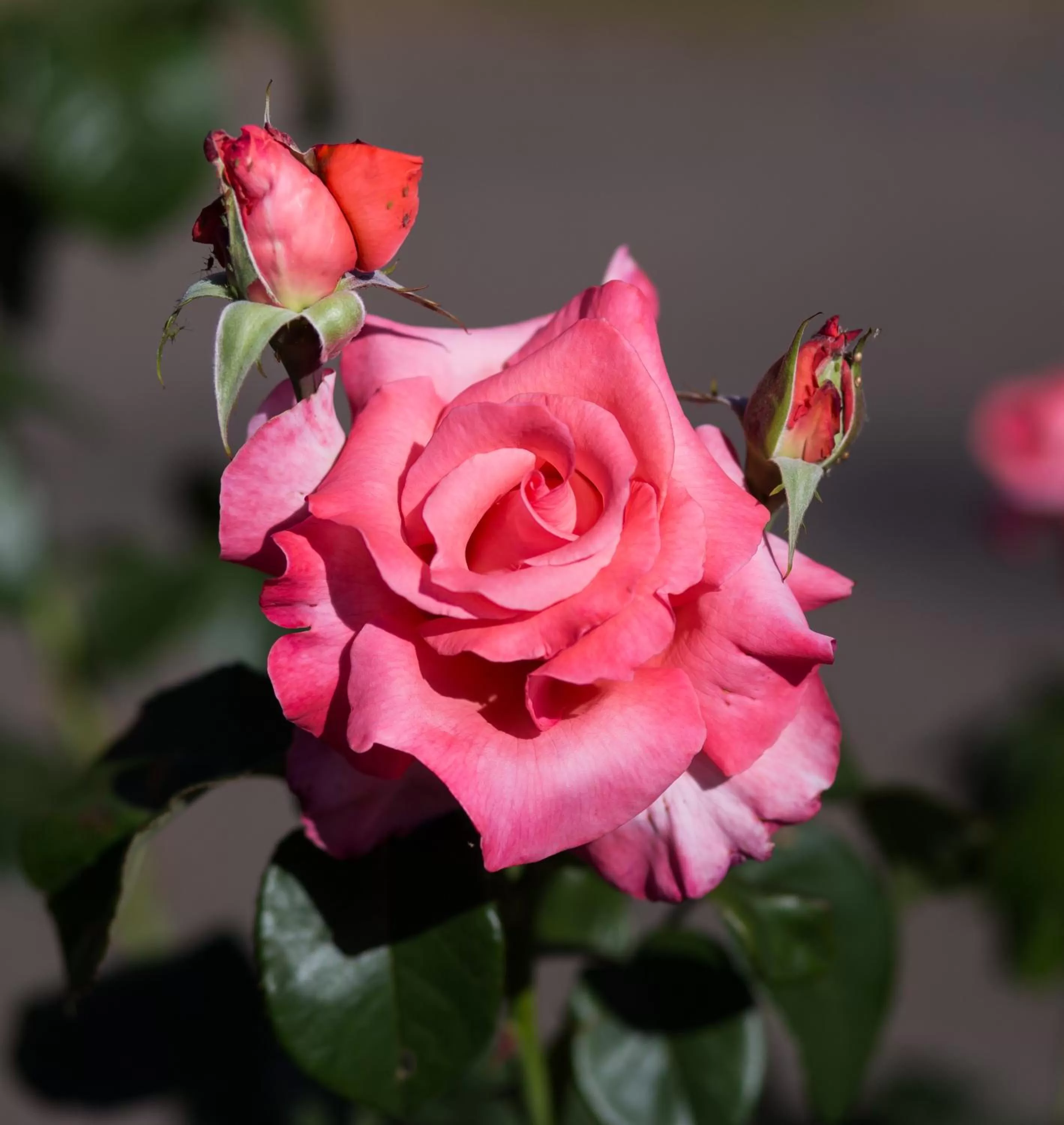 Garden in Willows Motel