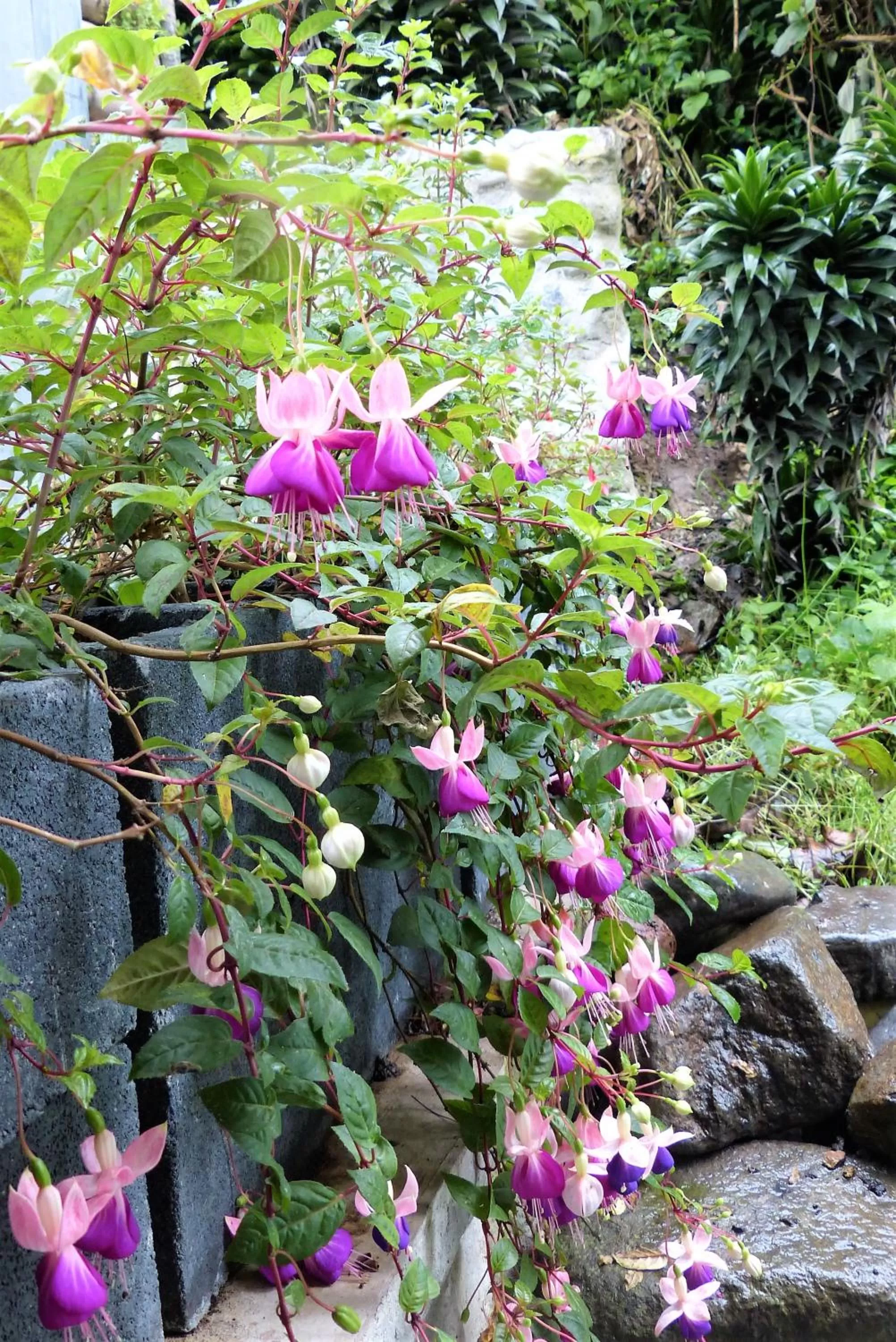 Natural landscape in Hotel Termales Tierra Viva