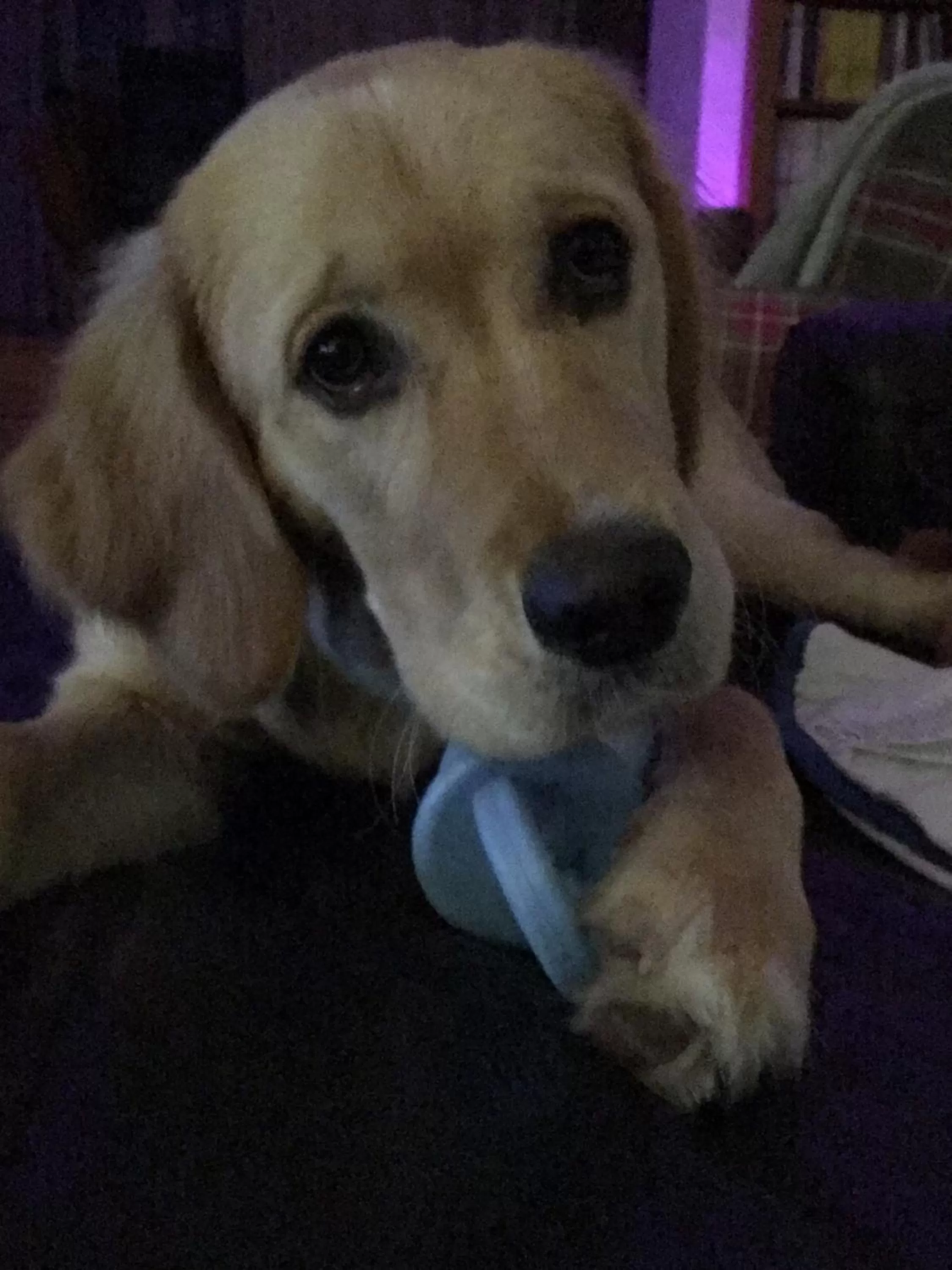 Pets in Les Chambres Lauryvan