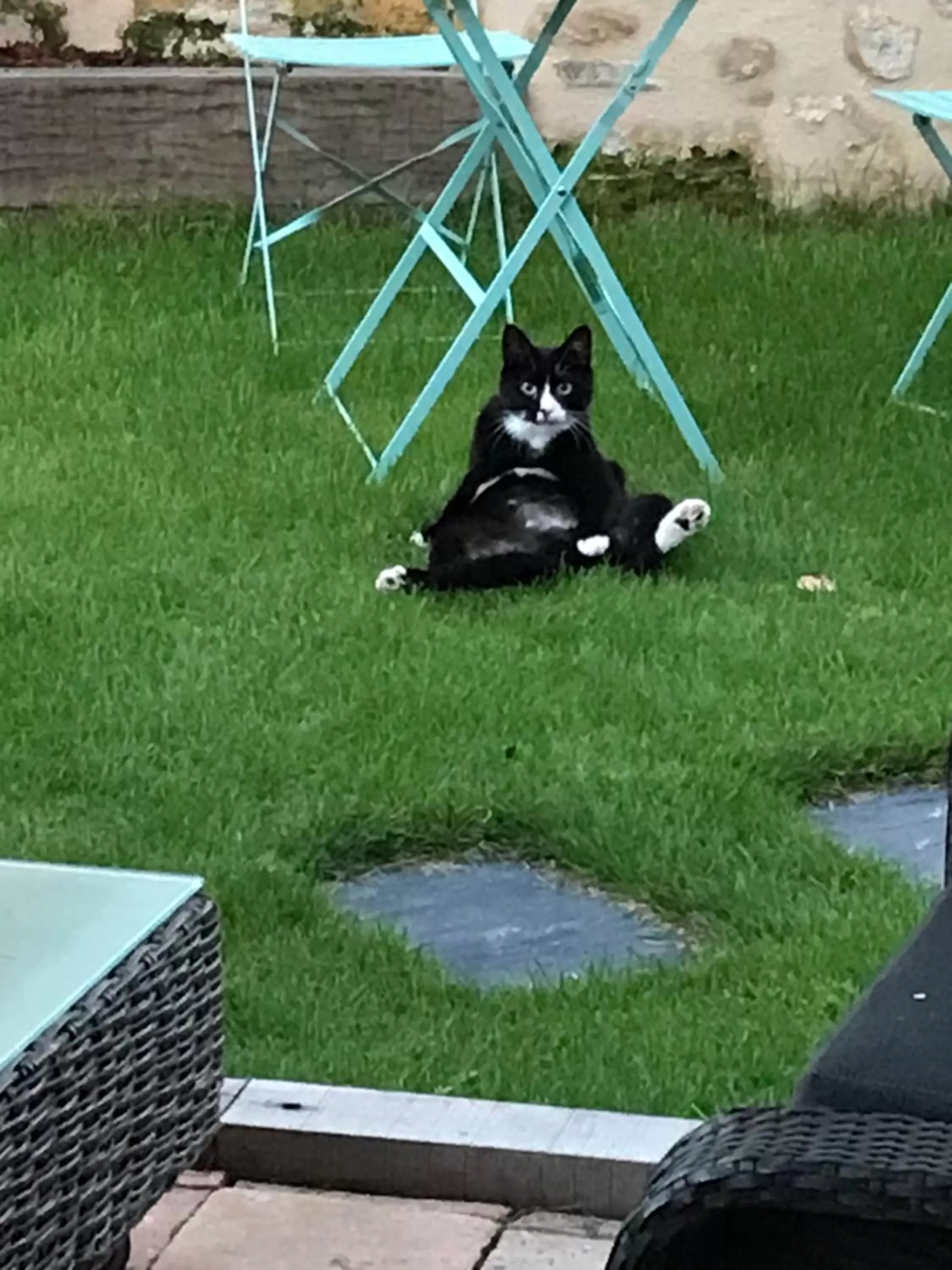 Pets in Le Numéro 15