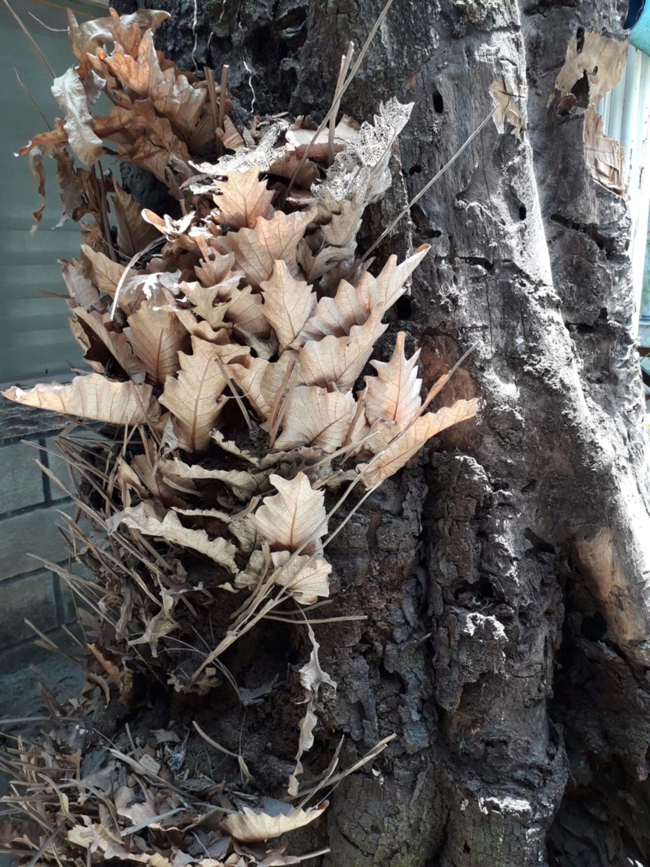 Natural landscape, Other Animals in Chislyk Inn