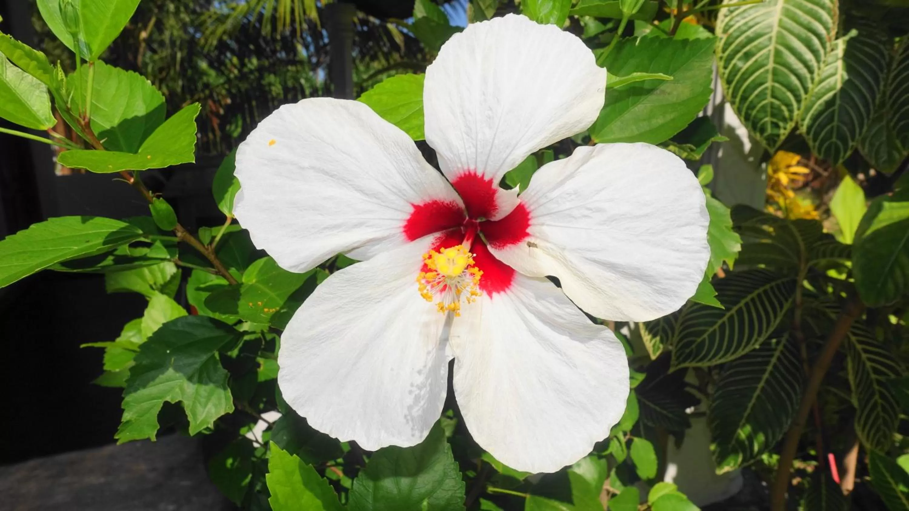 Garden in Regina Beach Bungalow