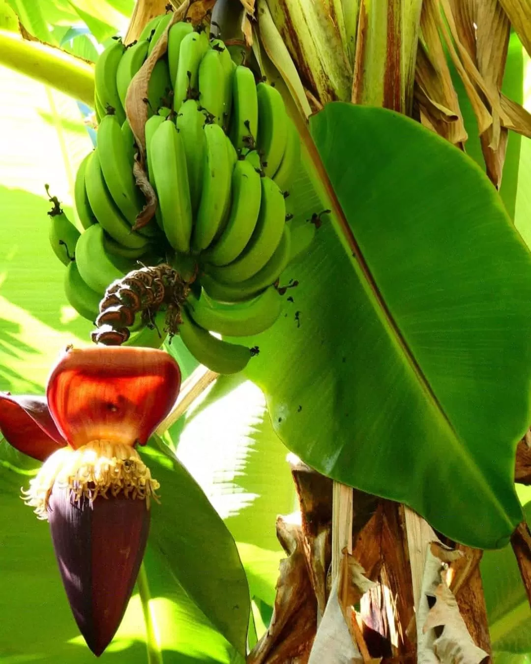 Garden, Food in Utamaduni House B&B