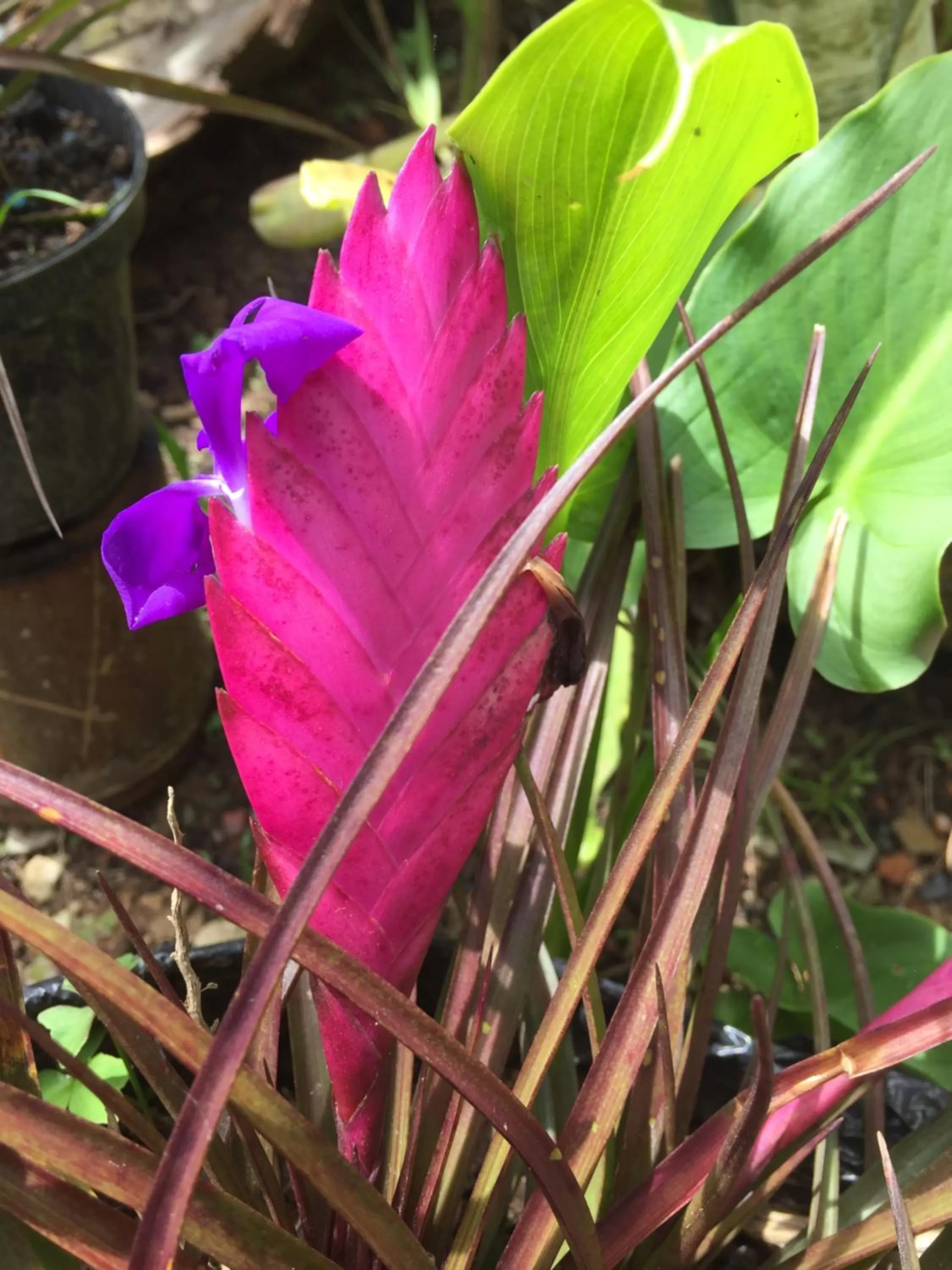 Garden view in Casa finca típica the lake hotel