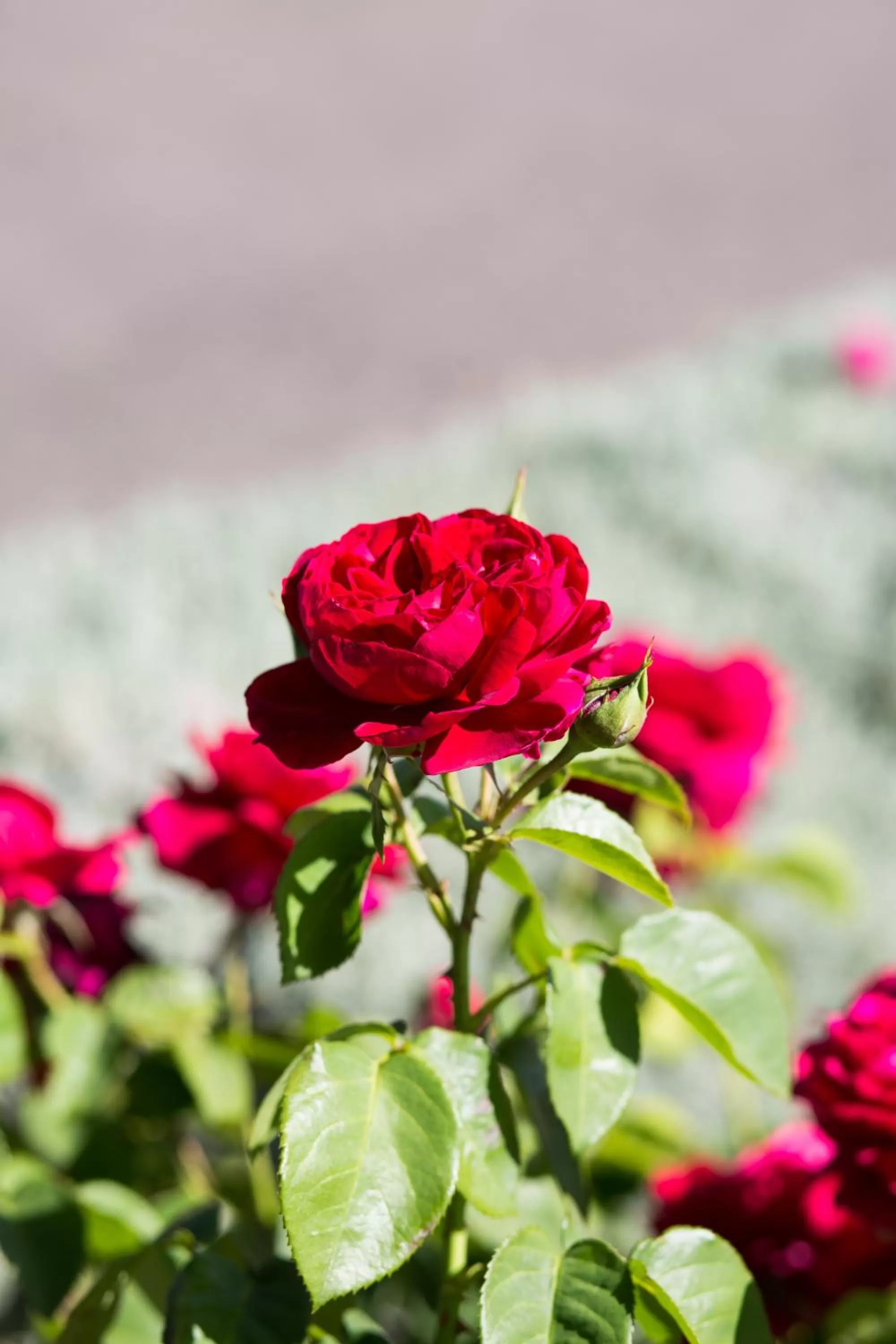 Garden in Willows Motel