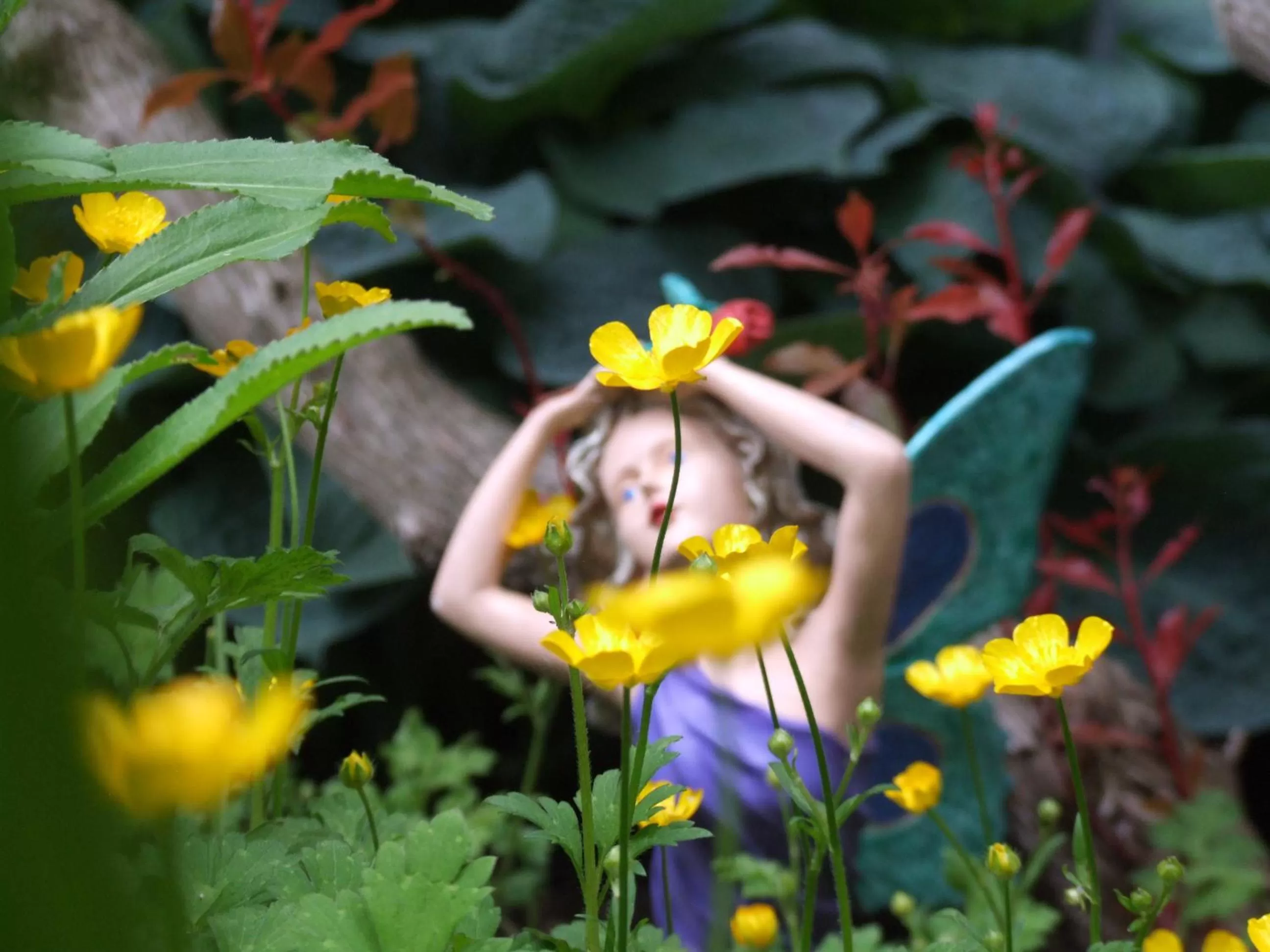 Garden in Stirling House
