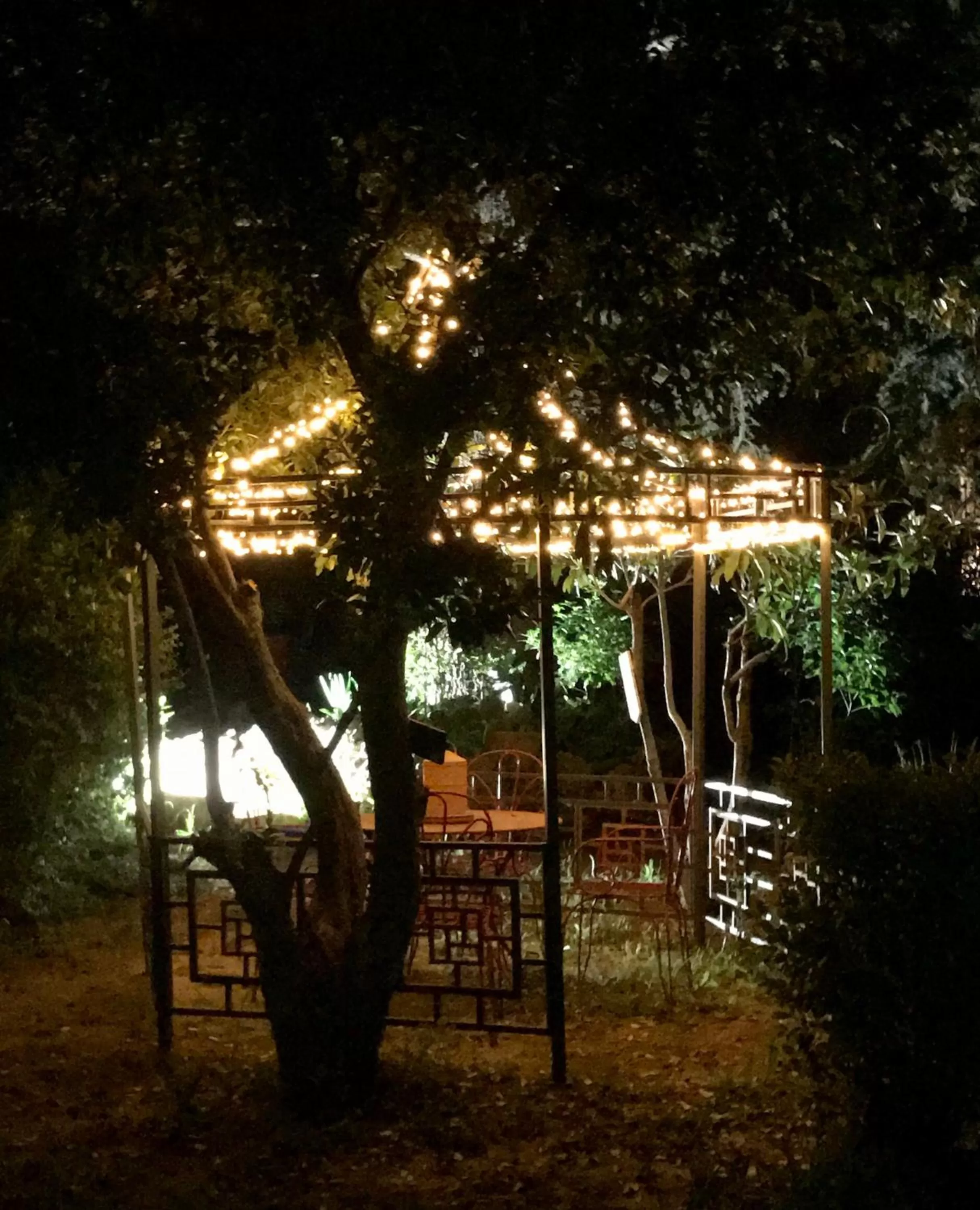 Night in La cactée singulière