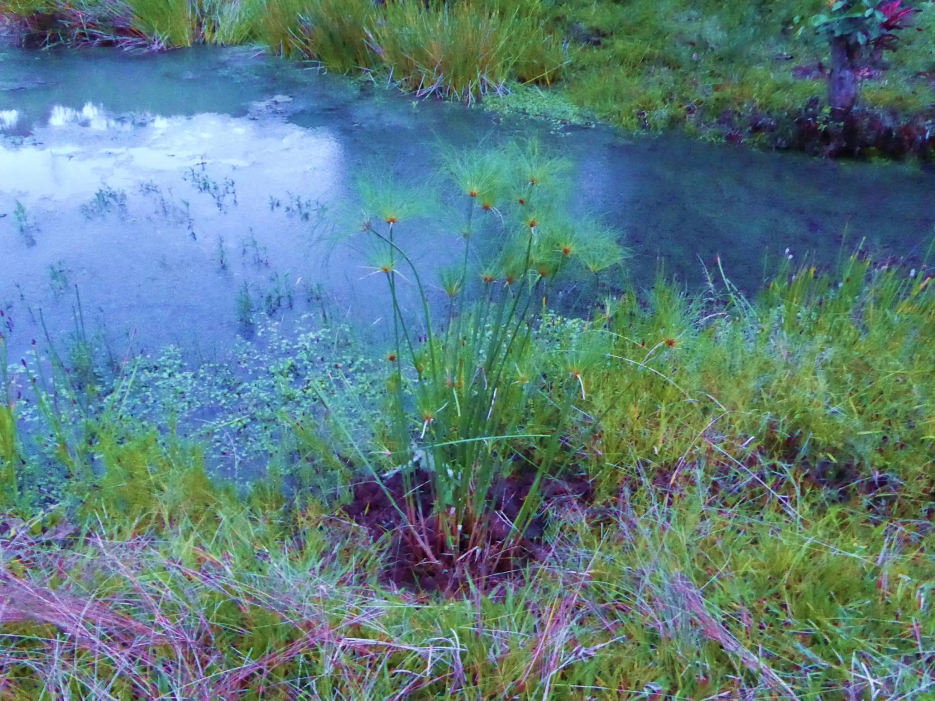 Garden in Finca El Cielo