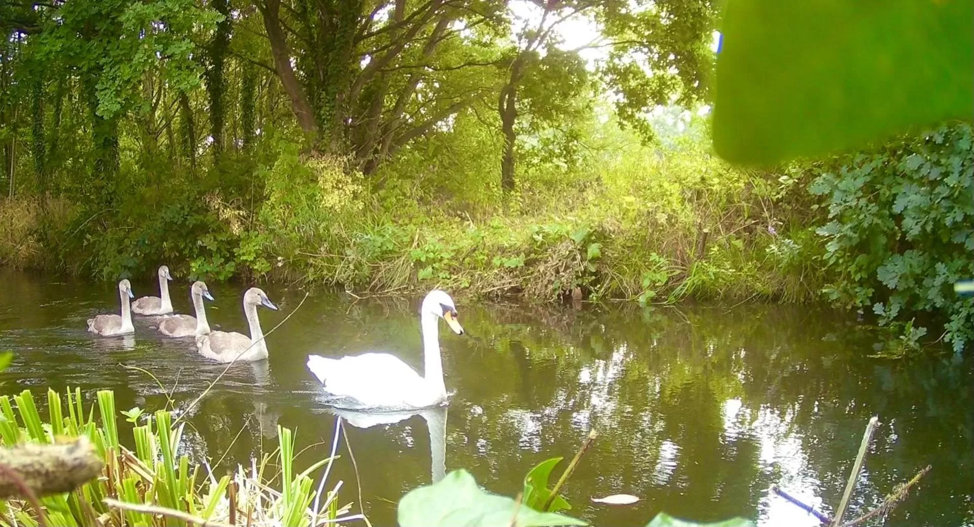 Garden in Crown & Anchor