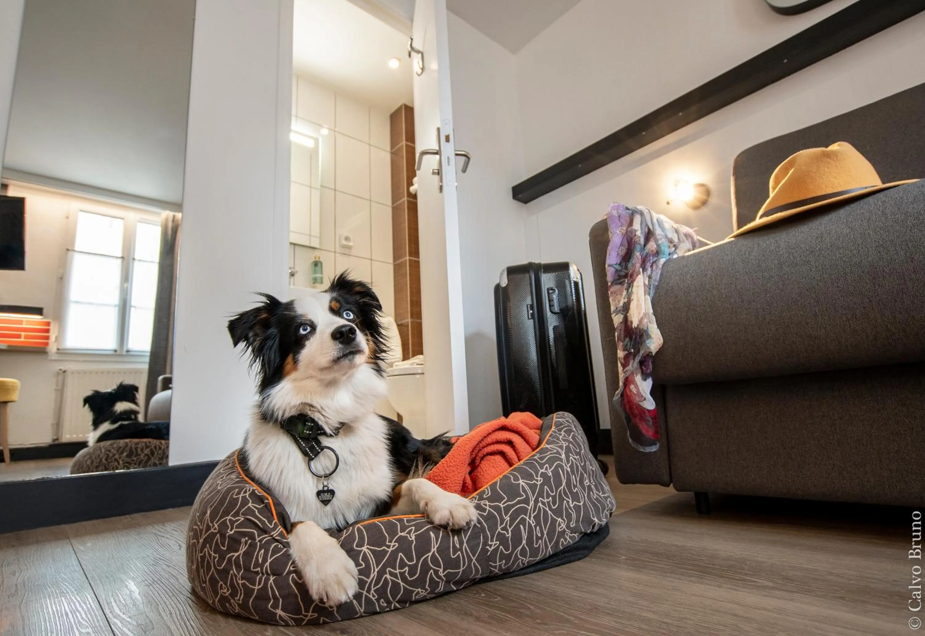 Pets in 26 Faubourg - Ex-Hotel de Reims