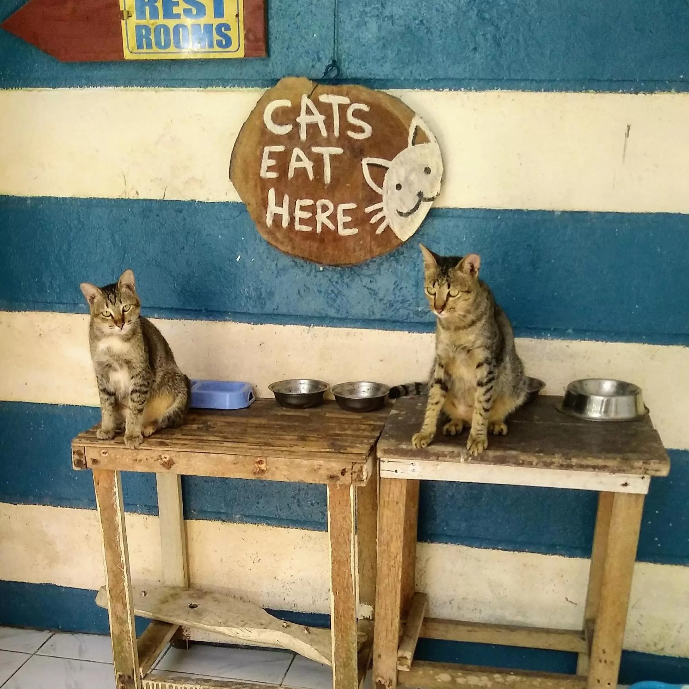 Pets in Paseo Del Mar Seaside Inn