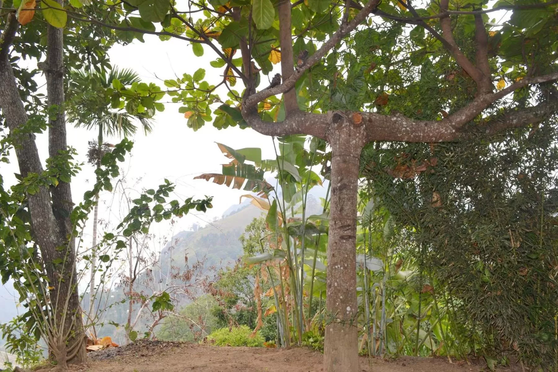 Garden in Heavens Seven