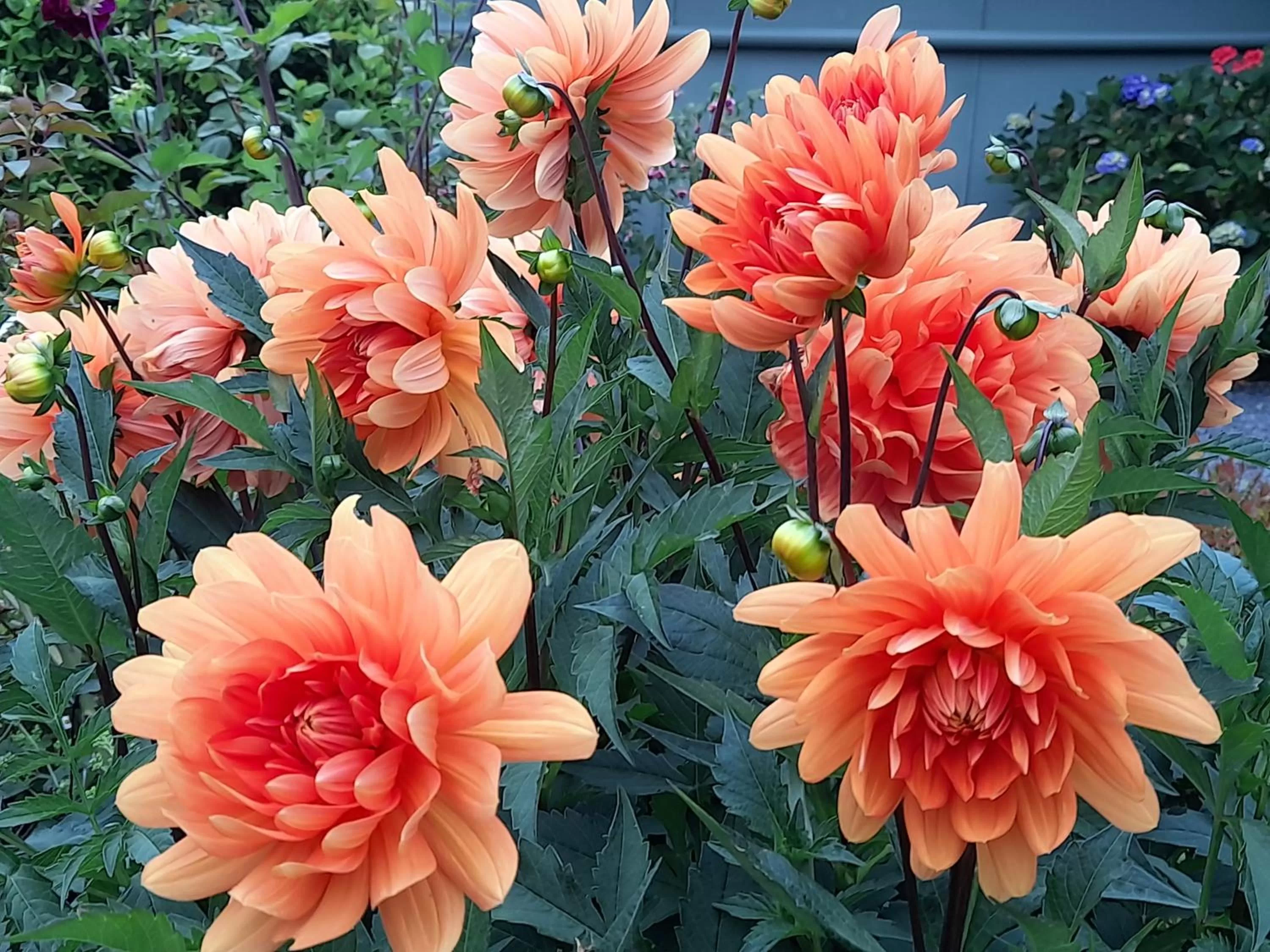 Garden in Hillside Bed and Breakfast