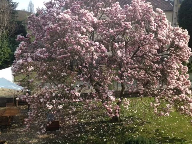 chambres d'hotes " Le Magnolia "