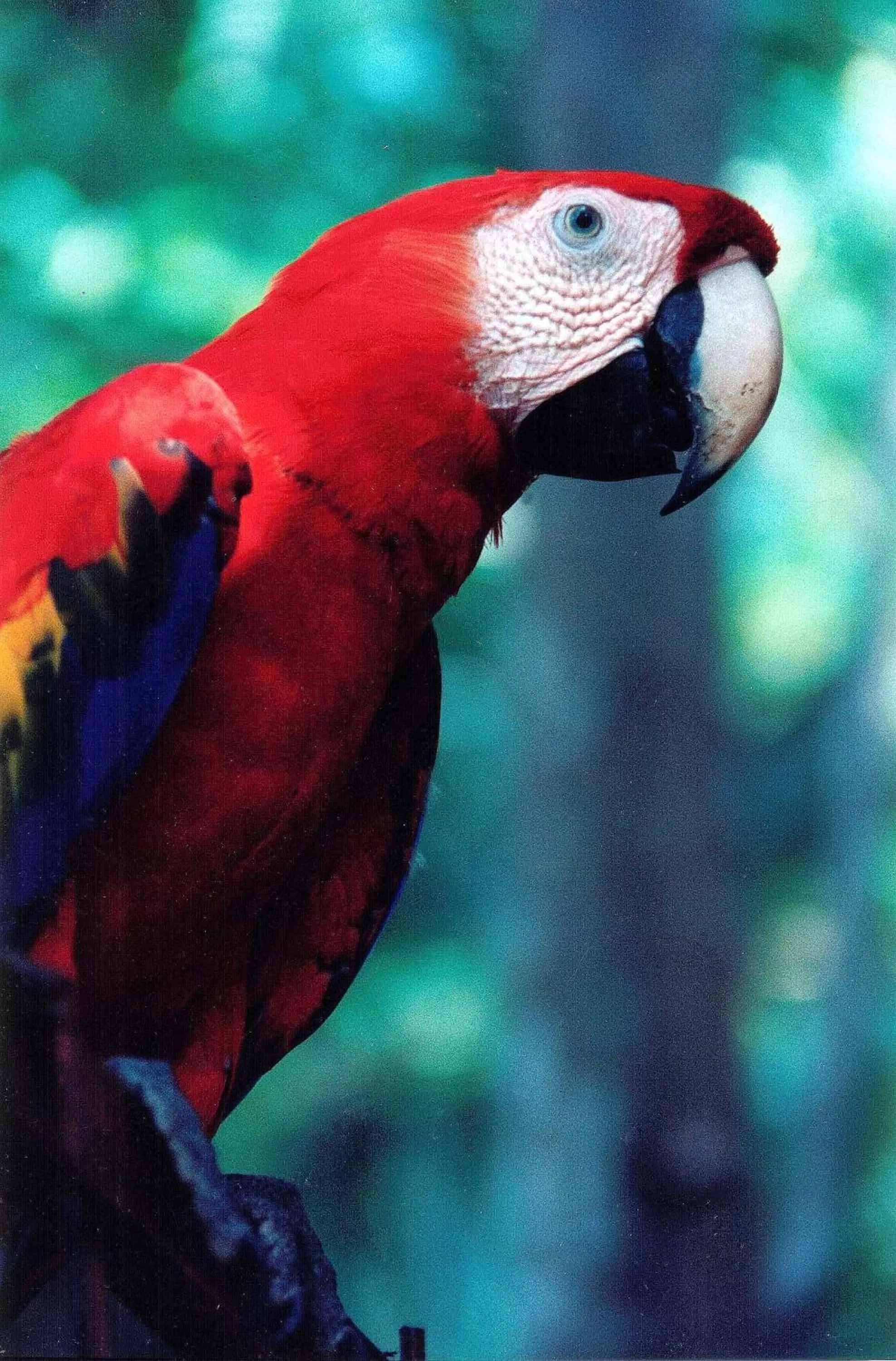 Animals in Hotel Punta Leona