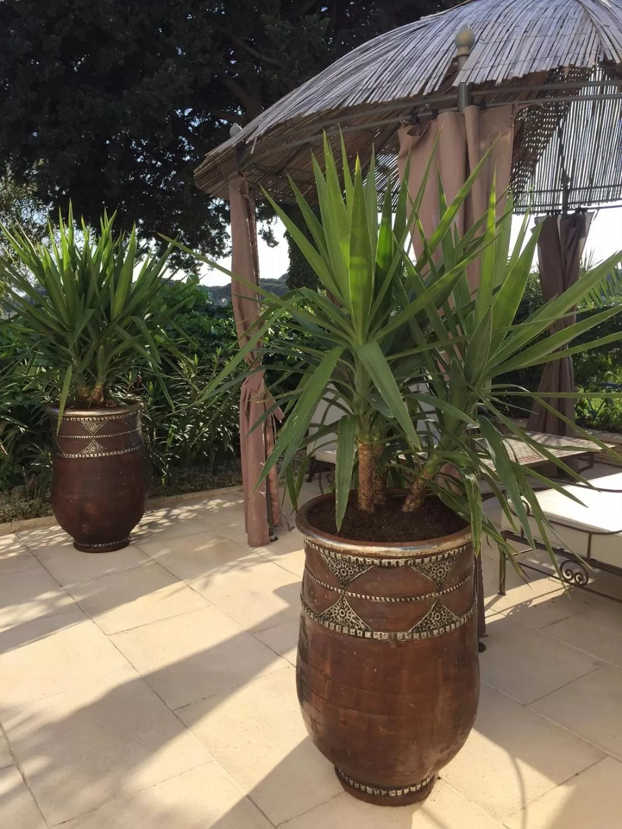 Garden in Hôtel Le Méditerranée