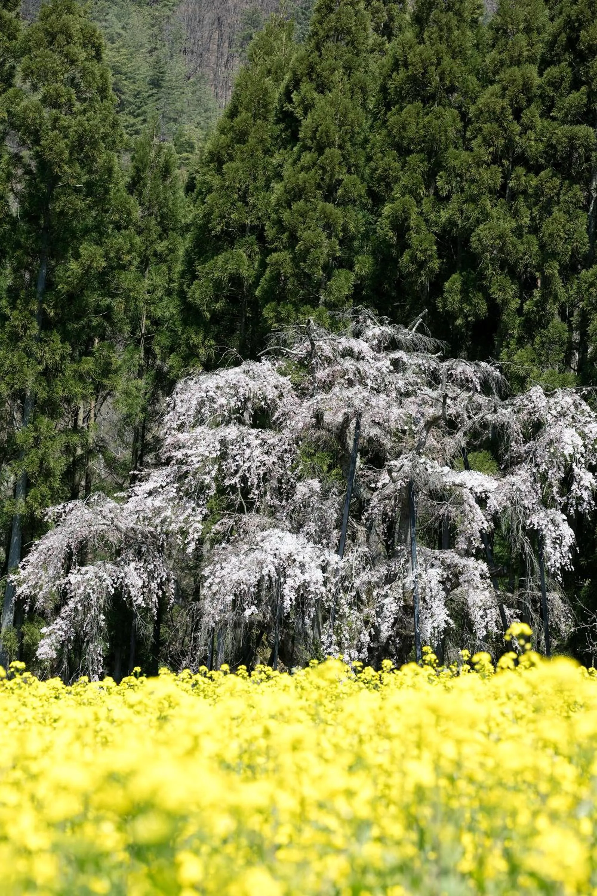 Spring in Ryokan Warabino