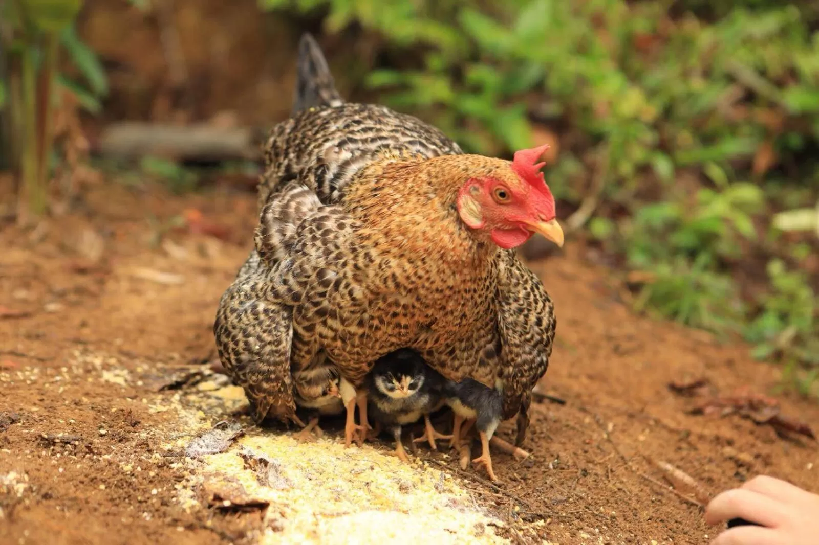 Pets in Sitio Simple Life