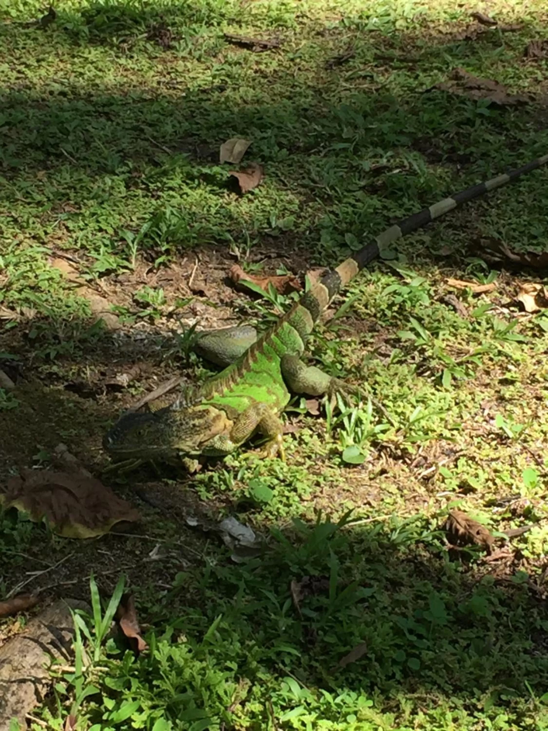 Animals, Other Animals in Casa Oceana Bed & Breakfast