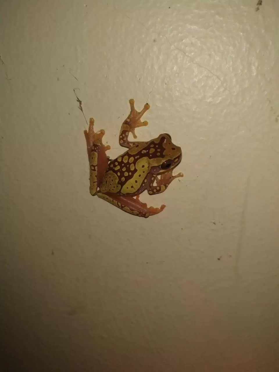 La Luciernaga Big Creek