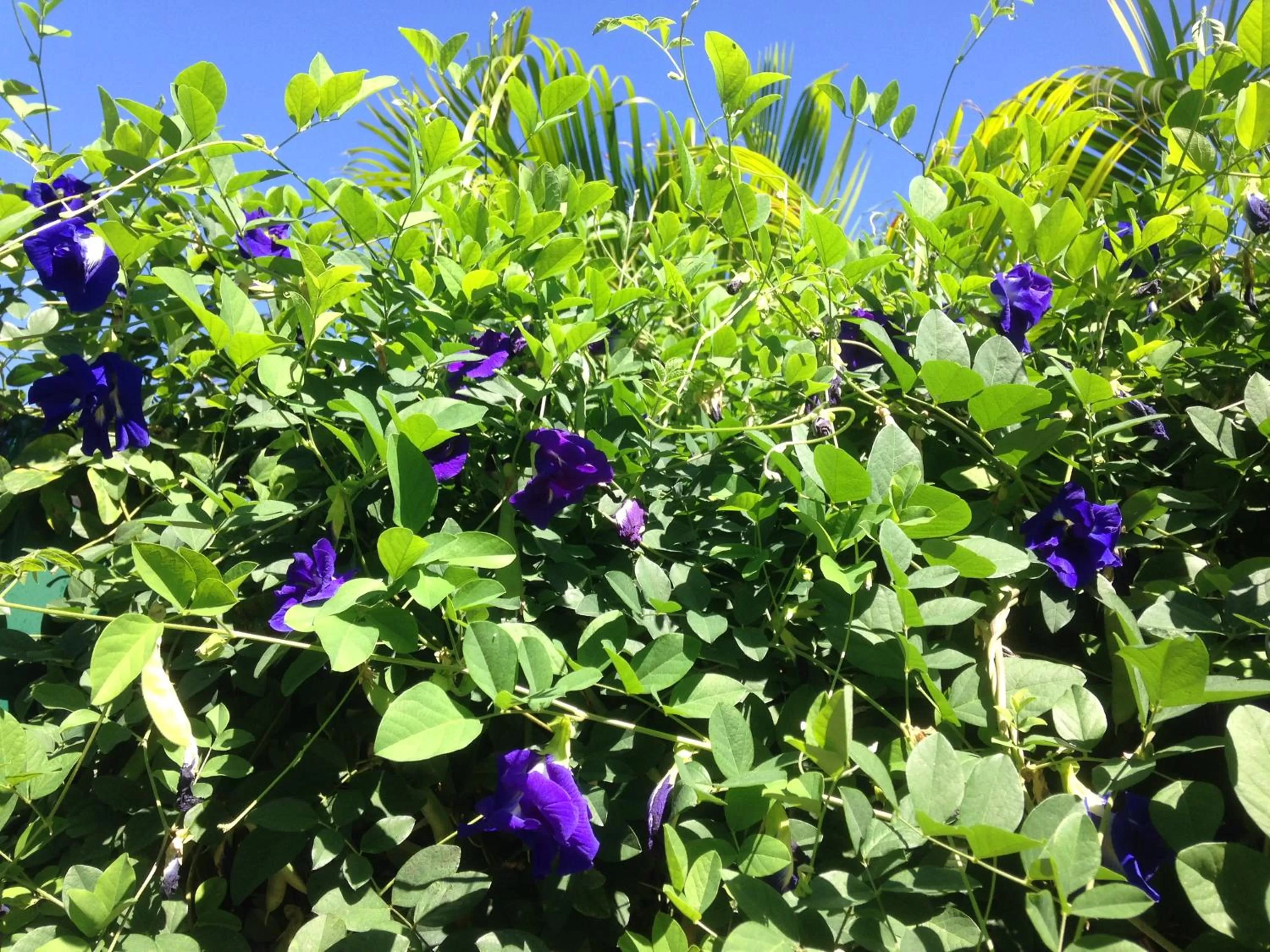 Garden in Chambre d'hôte Coeur-CoCo piscine