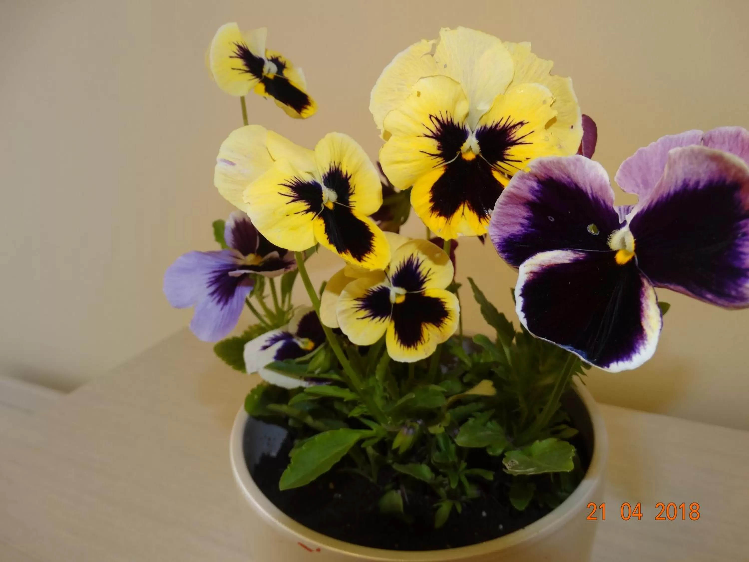 Property building in Hotel Lago Peshtera