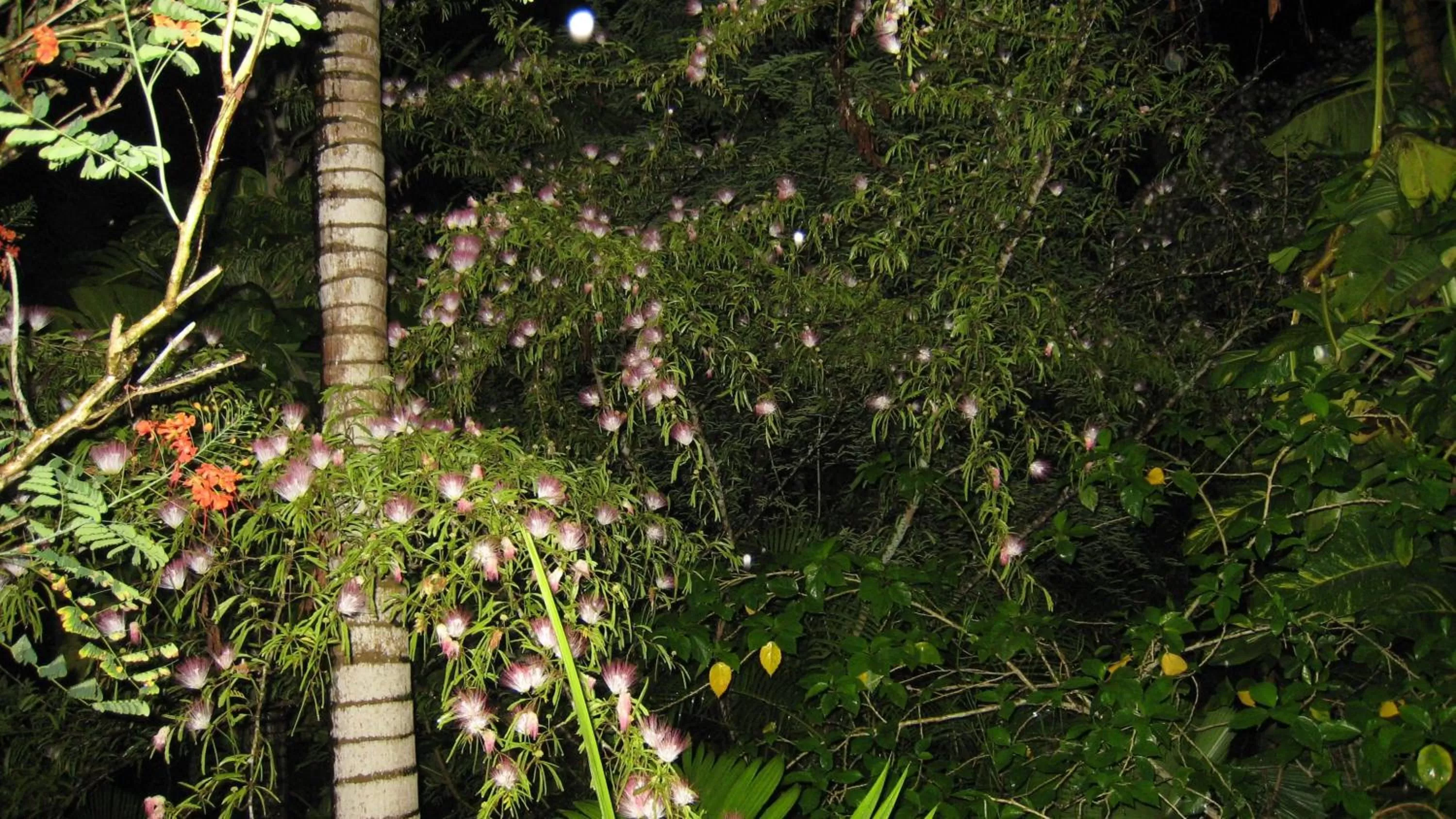 Garden in Coral Motel & Apartments