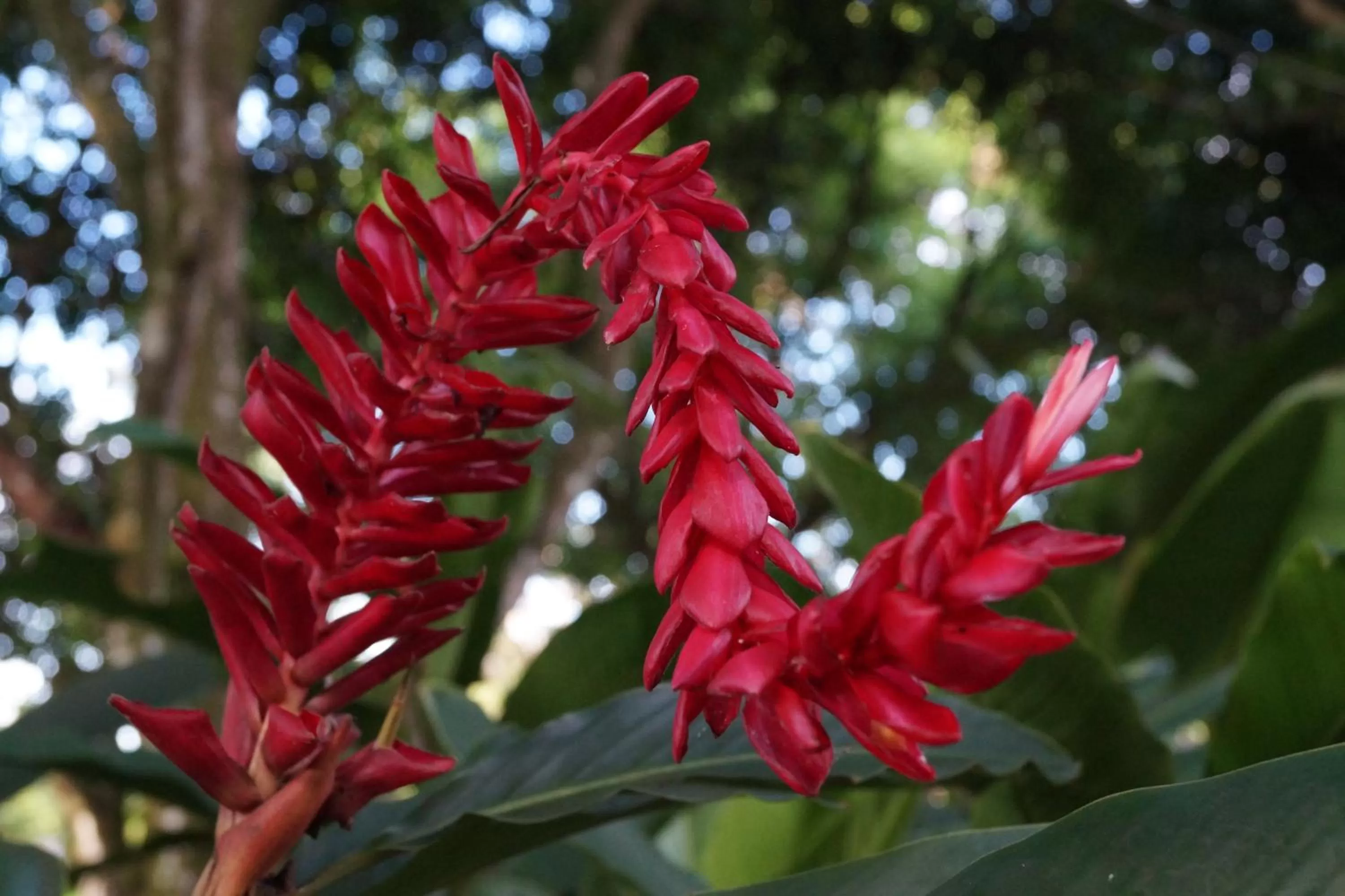 Garden in Hotel La Aldea del Halach Huinic