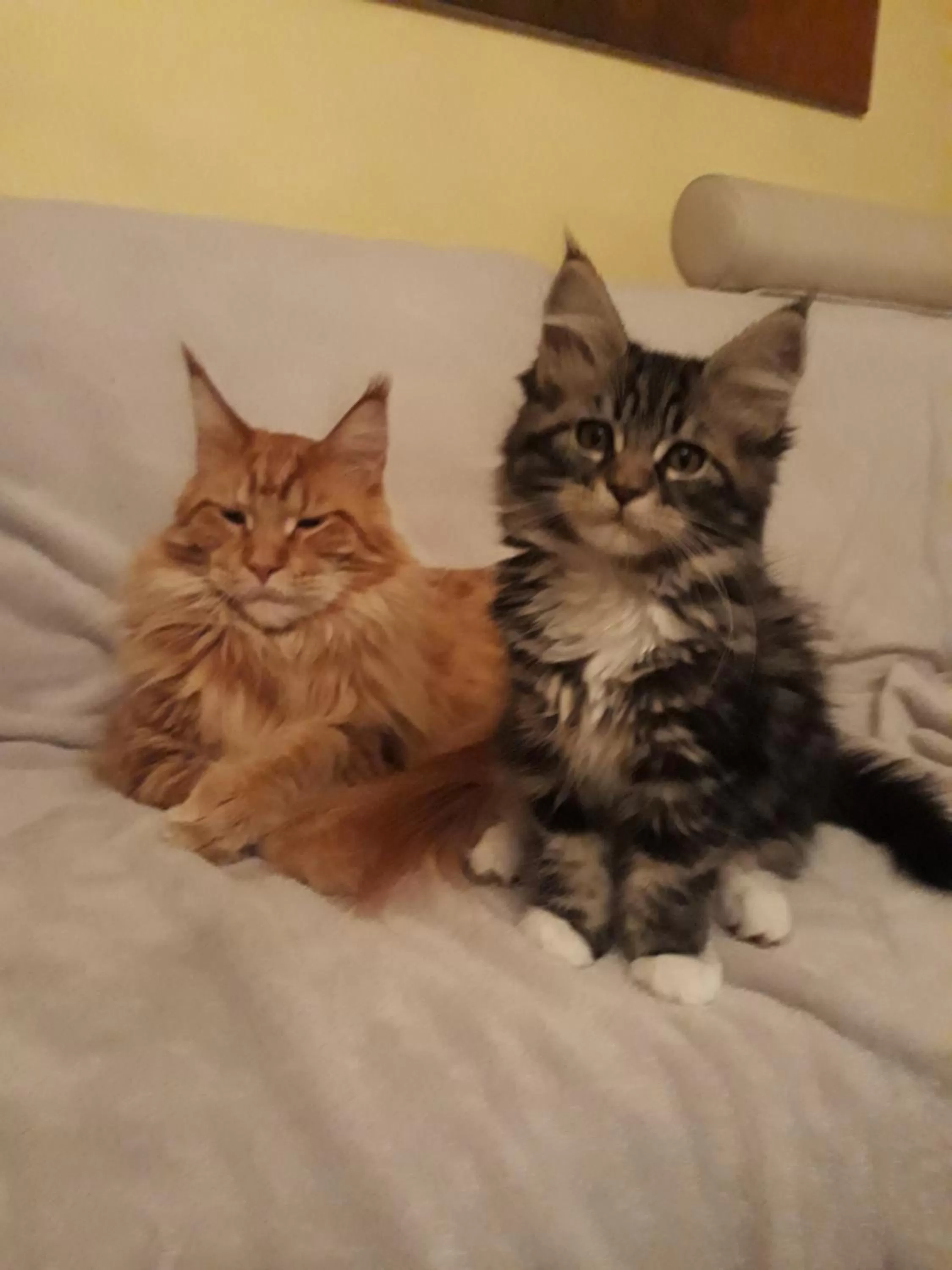 Pets in Gasthof Ginzinger