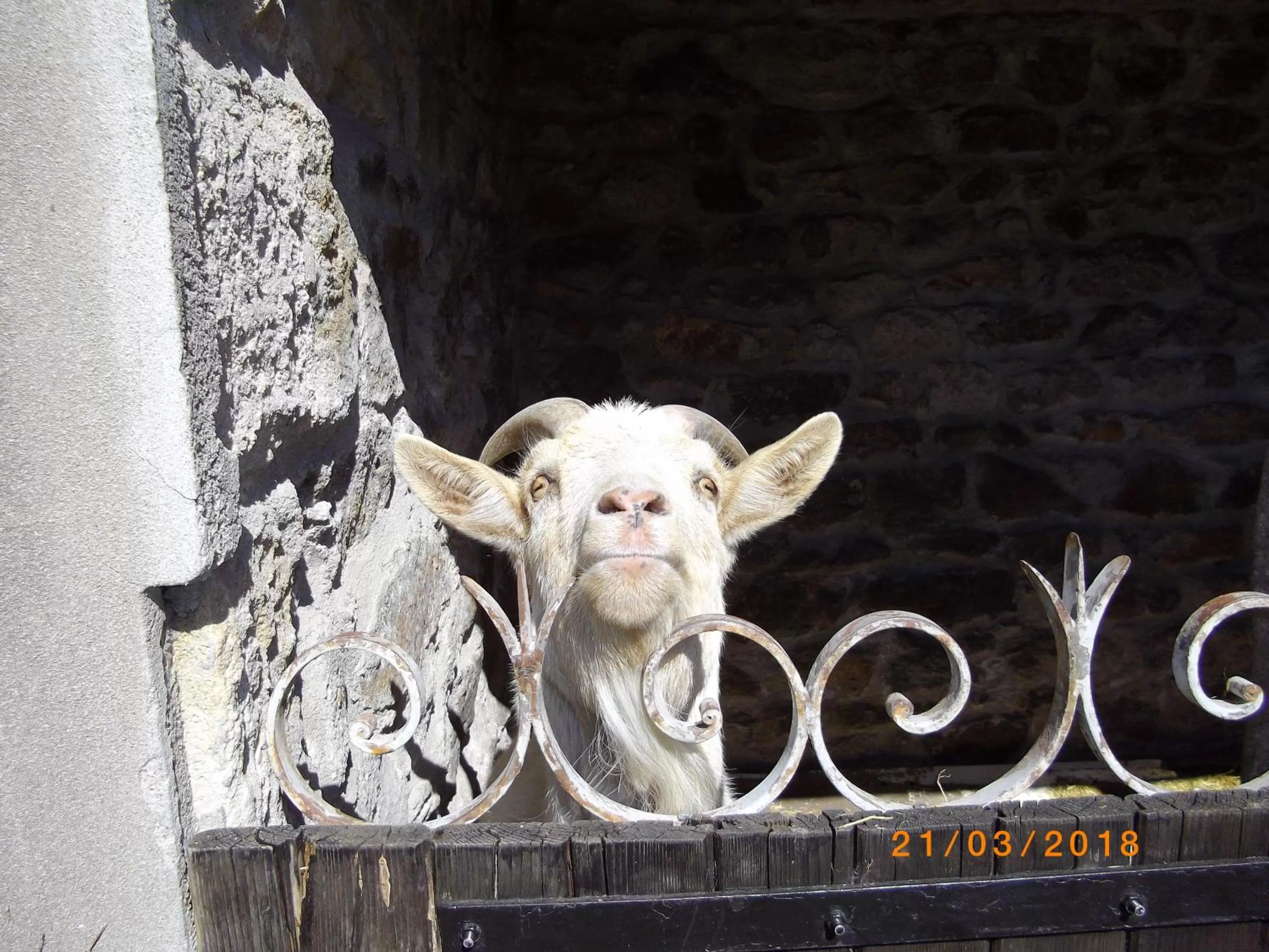 Pets in Maison du Moulin Galuzot