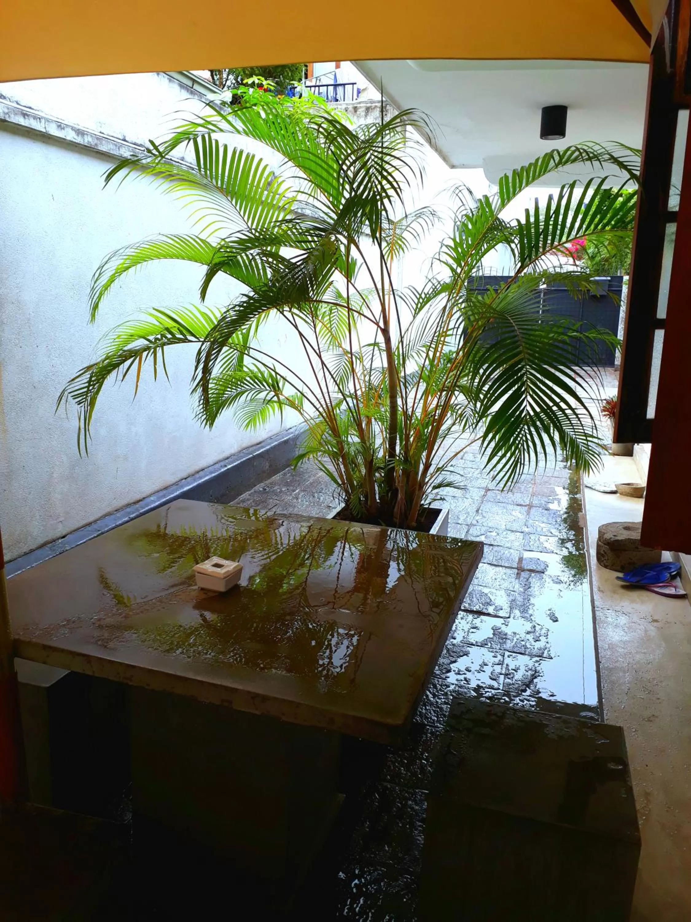 Patio in "27" Spathodea- Oasis in the City