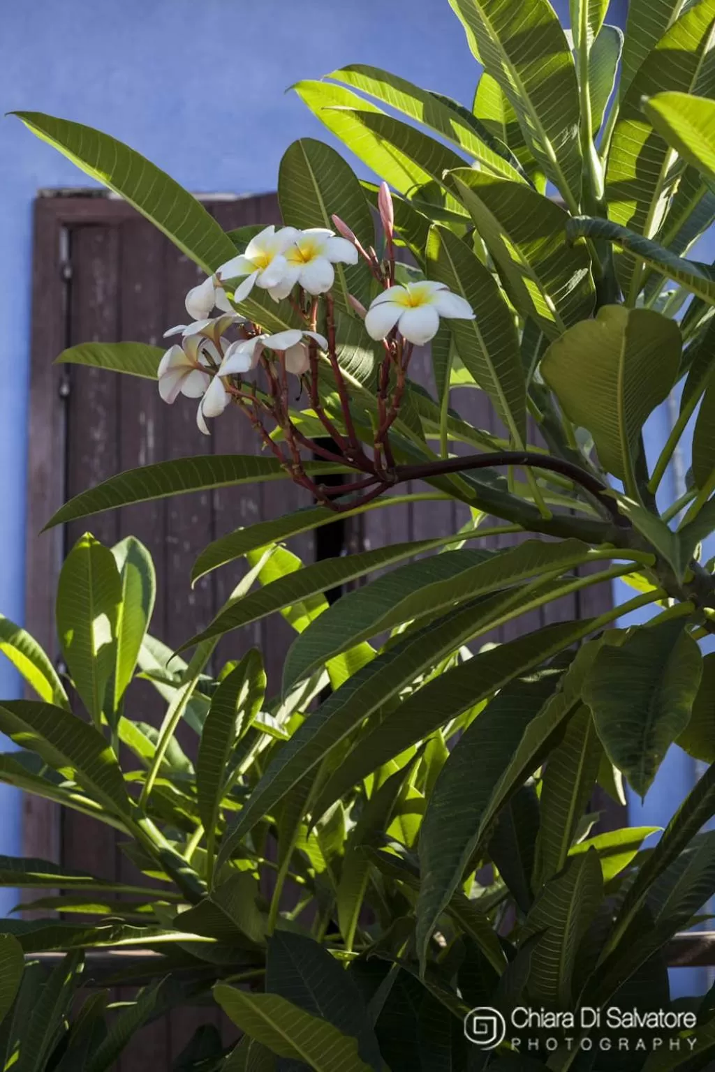 Garden in B&B Villa Francesco