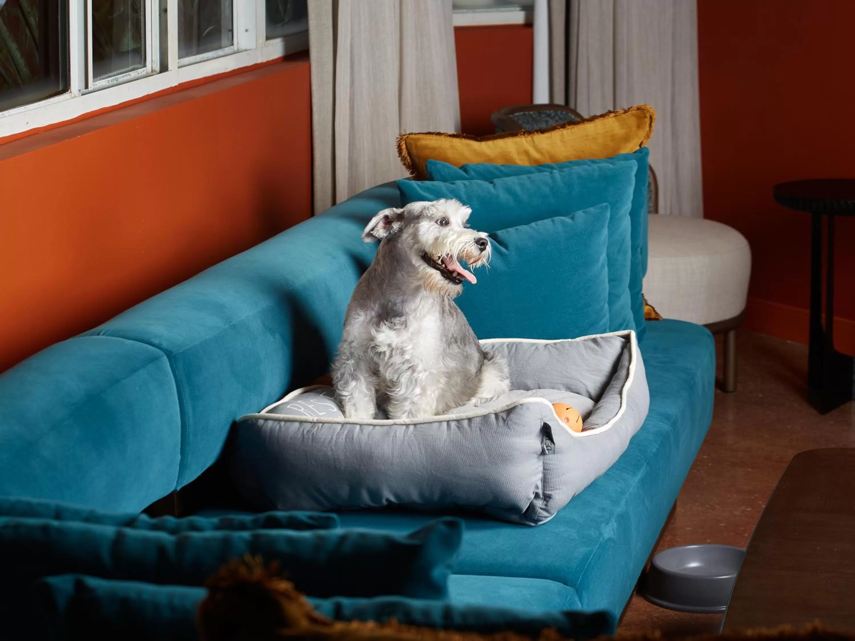 Pets in Mayfair House Hotel & Garden