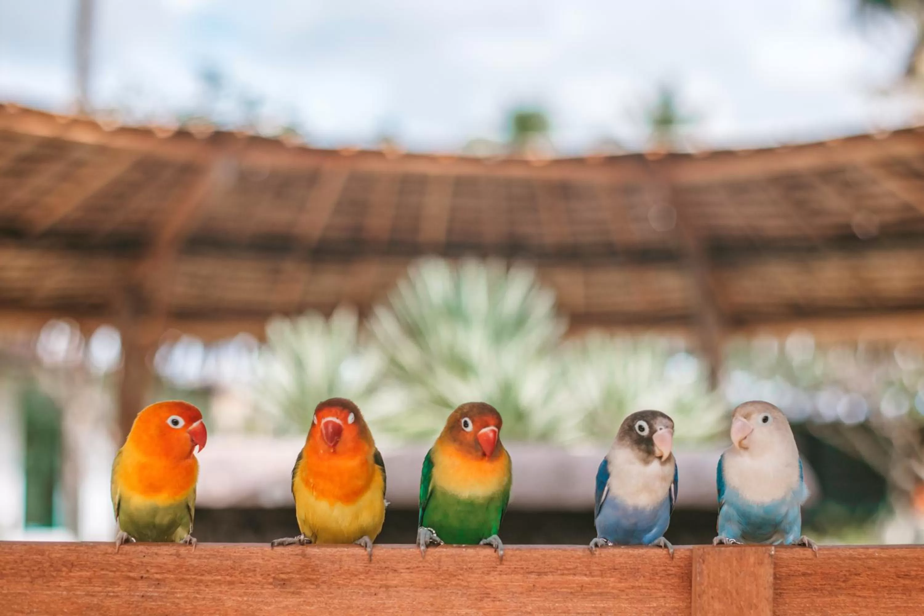 Day in Thavorn Palm Beach Resort Phuket