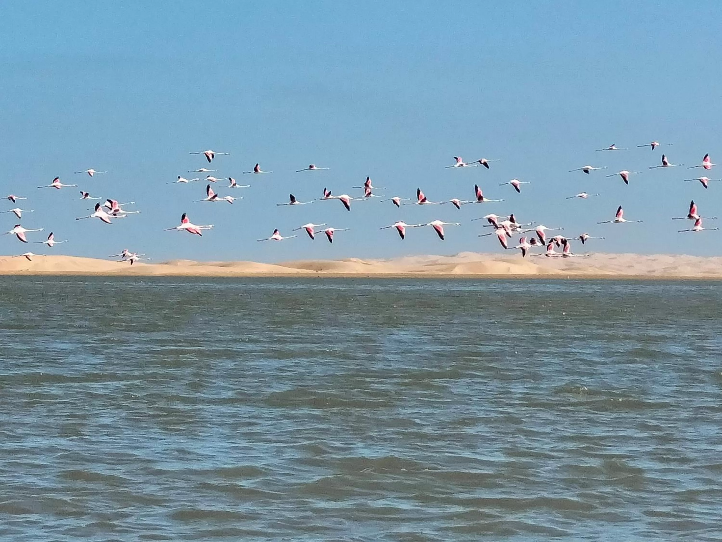 Other Animals in Hotel El ghazi