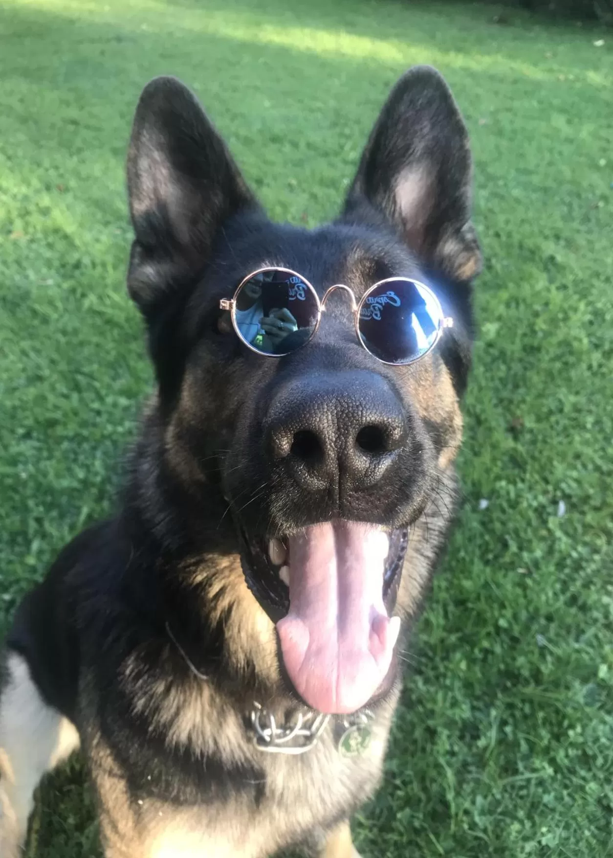 Pets in Hotel Garni Wieshof