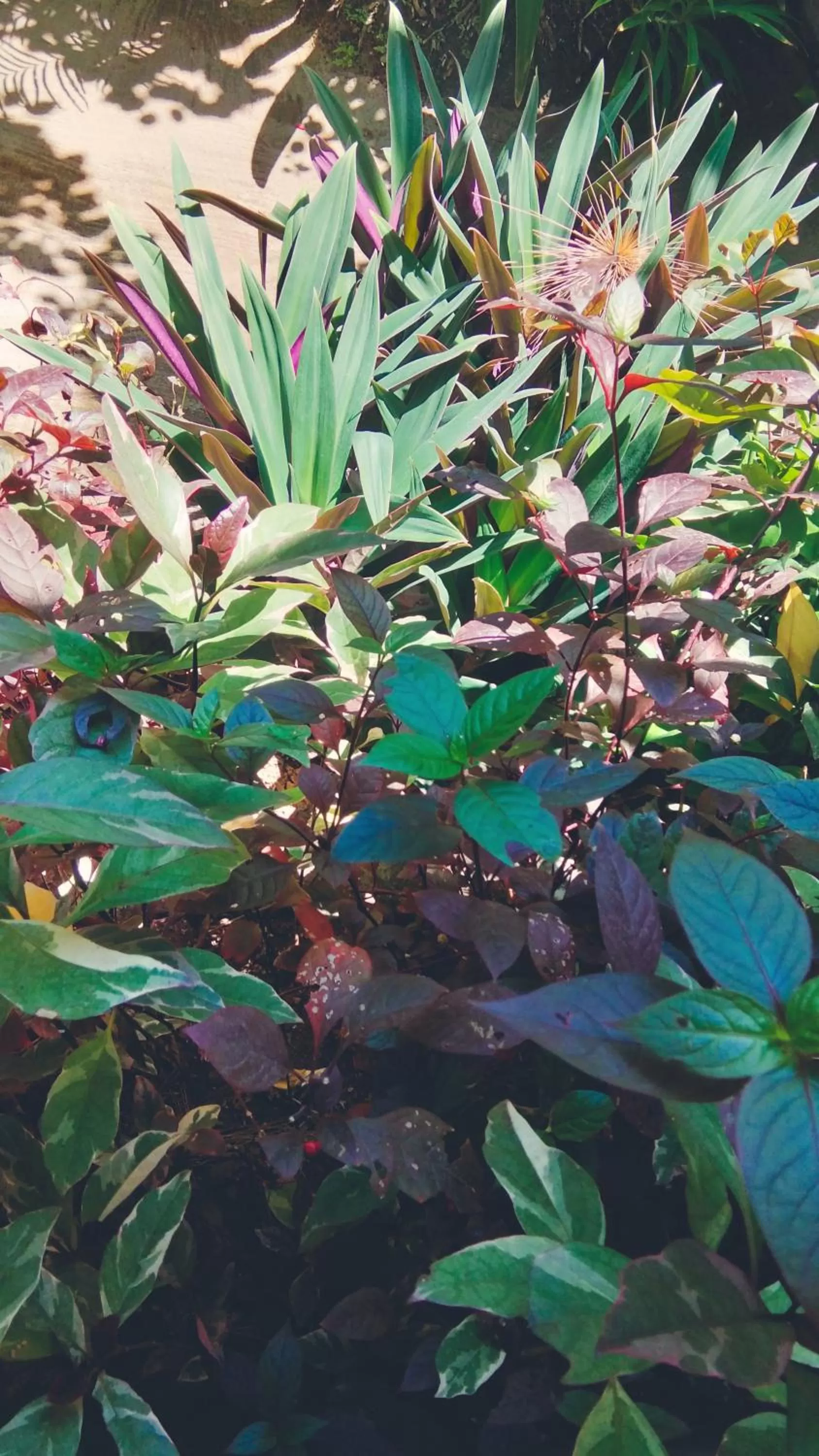 Garden in Café des Arts Gili Air
