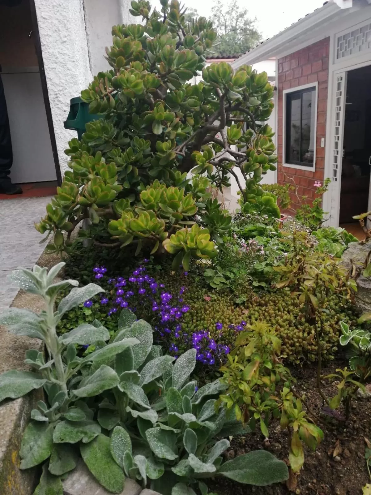 Garden, Property Building in Casatodosantos