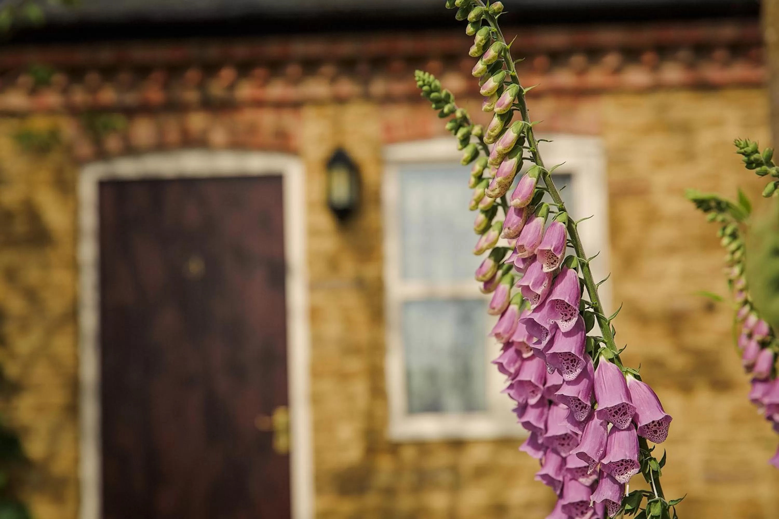 Facade/entrance in White Horse Inn & Restaurant