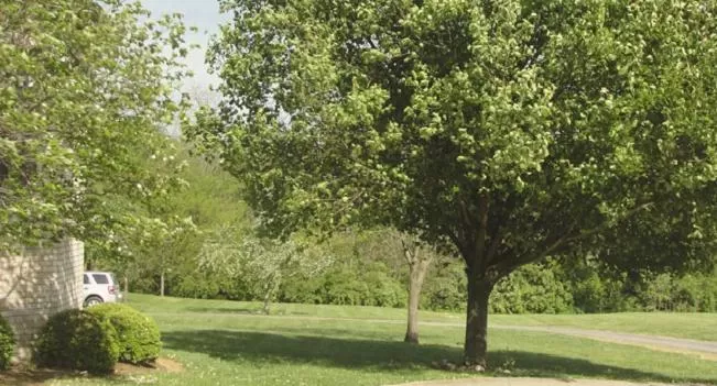 Garden in Rabbit Creek Bed & Breakfast