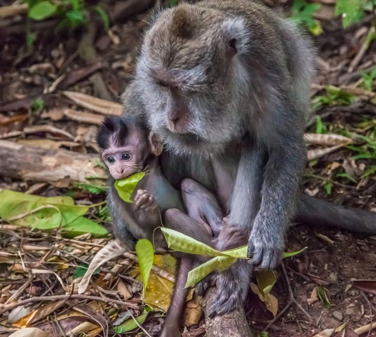 Natural landscape in Dewangga Ubud