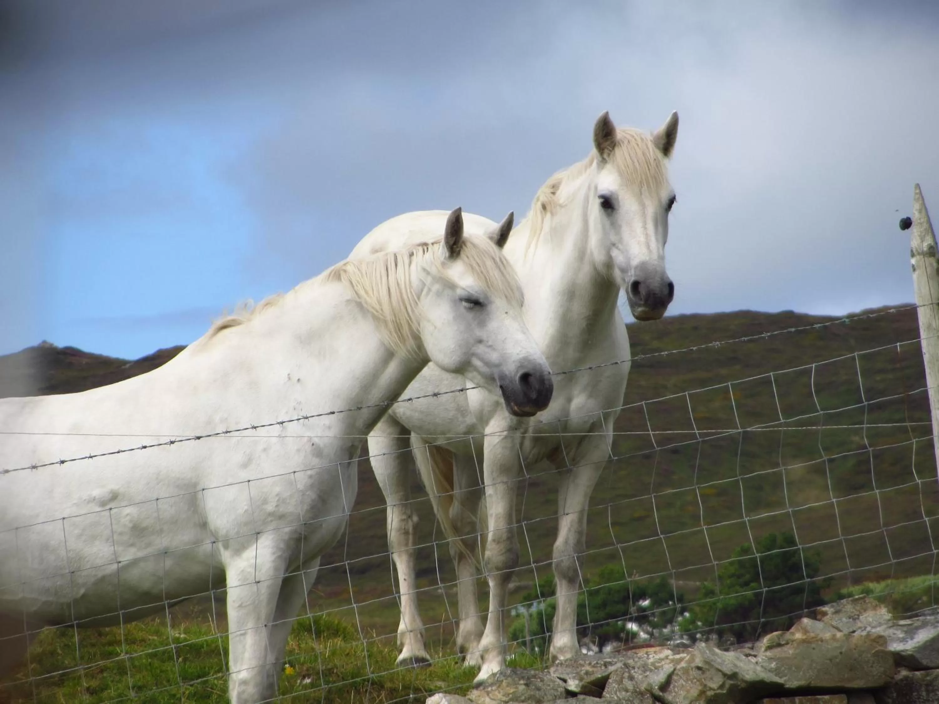 Pets in Hillside Lodge B&B