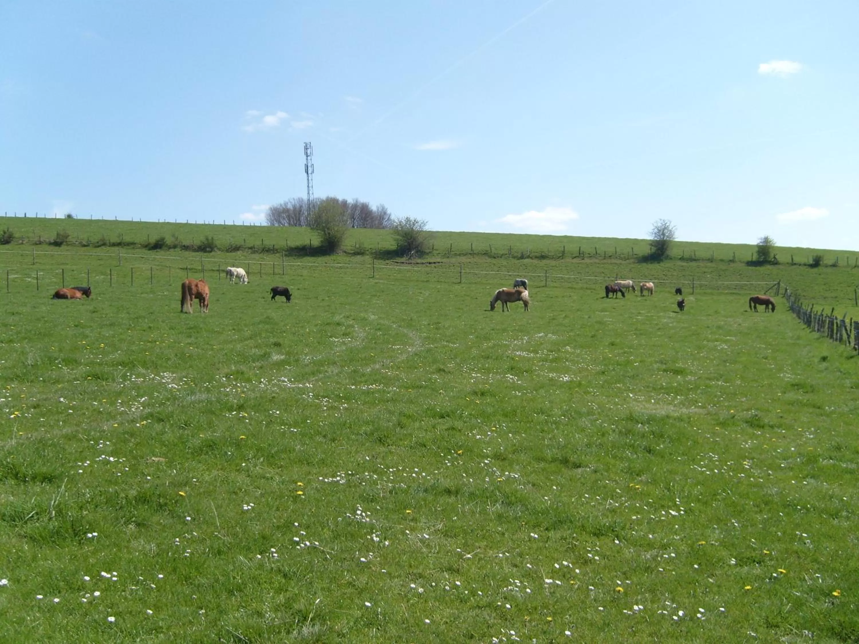 Natural landscape, Other Animals in B&B Willow Springs Way Station