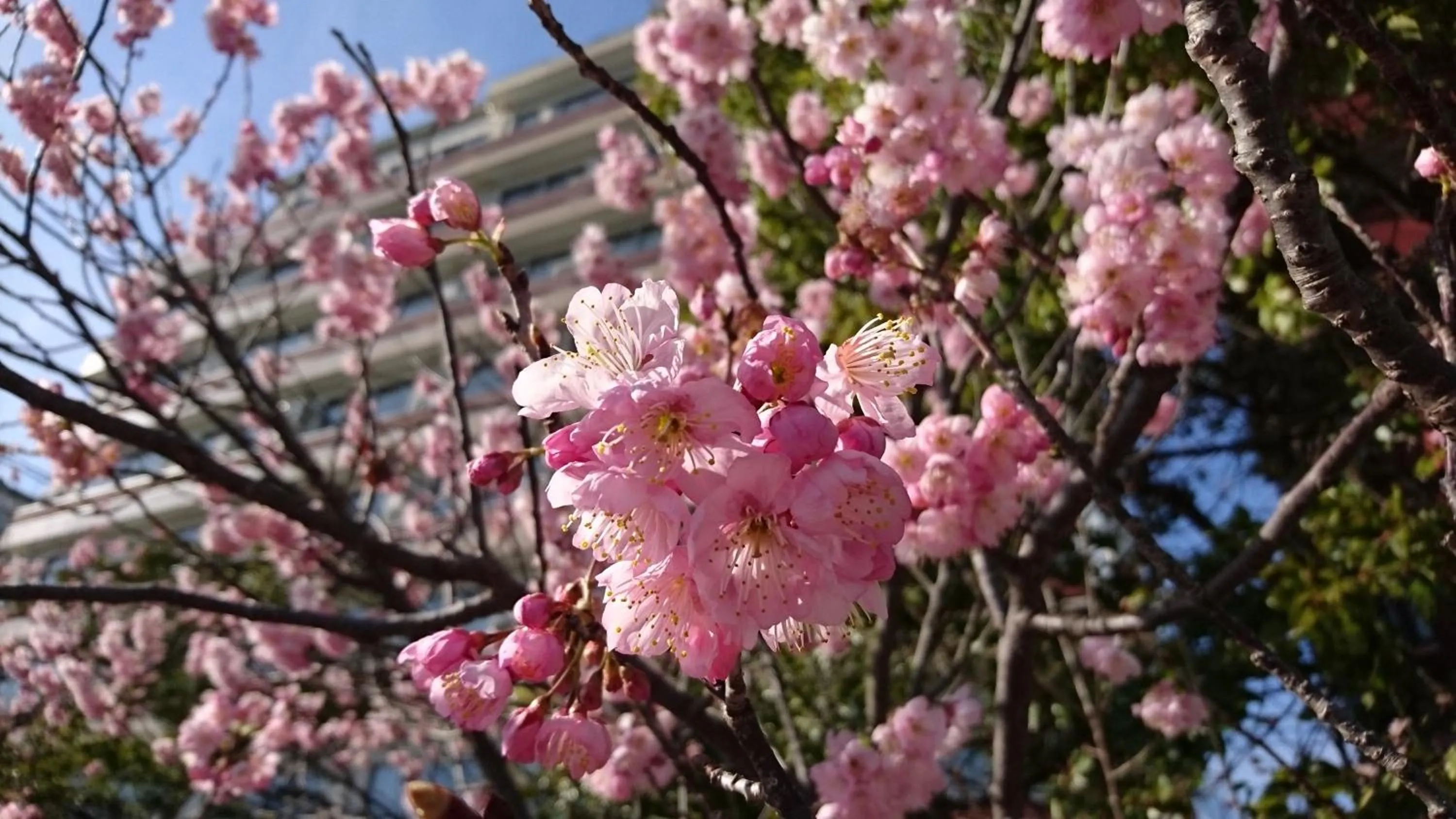 Facade/entrance in Shoei Daini Bekkan